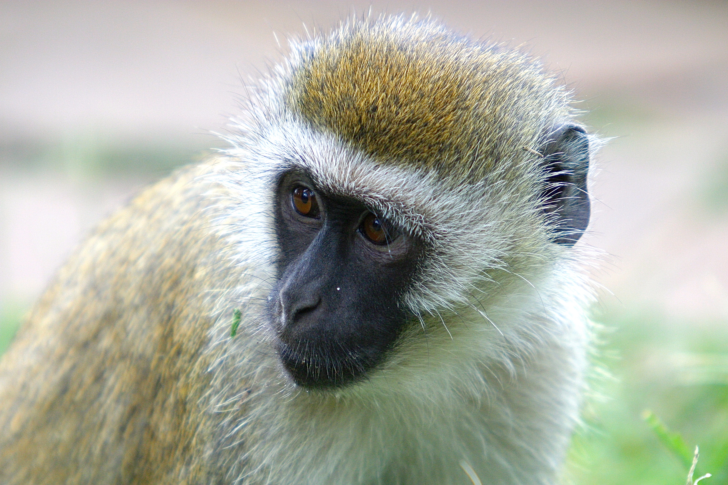 PARC NATIONAL D'AMBOSELI