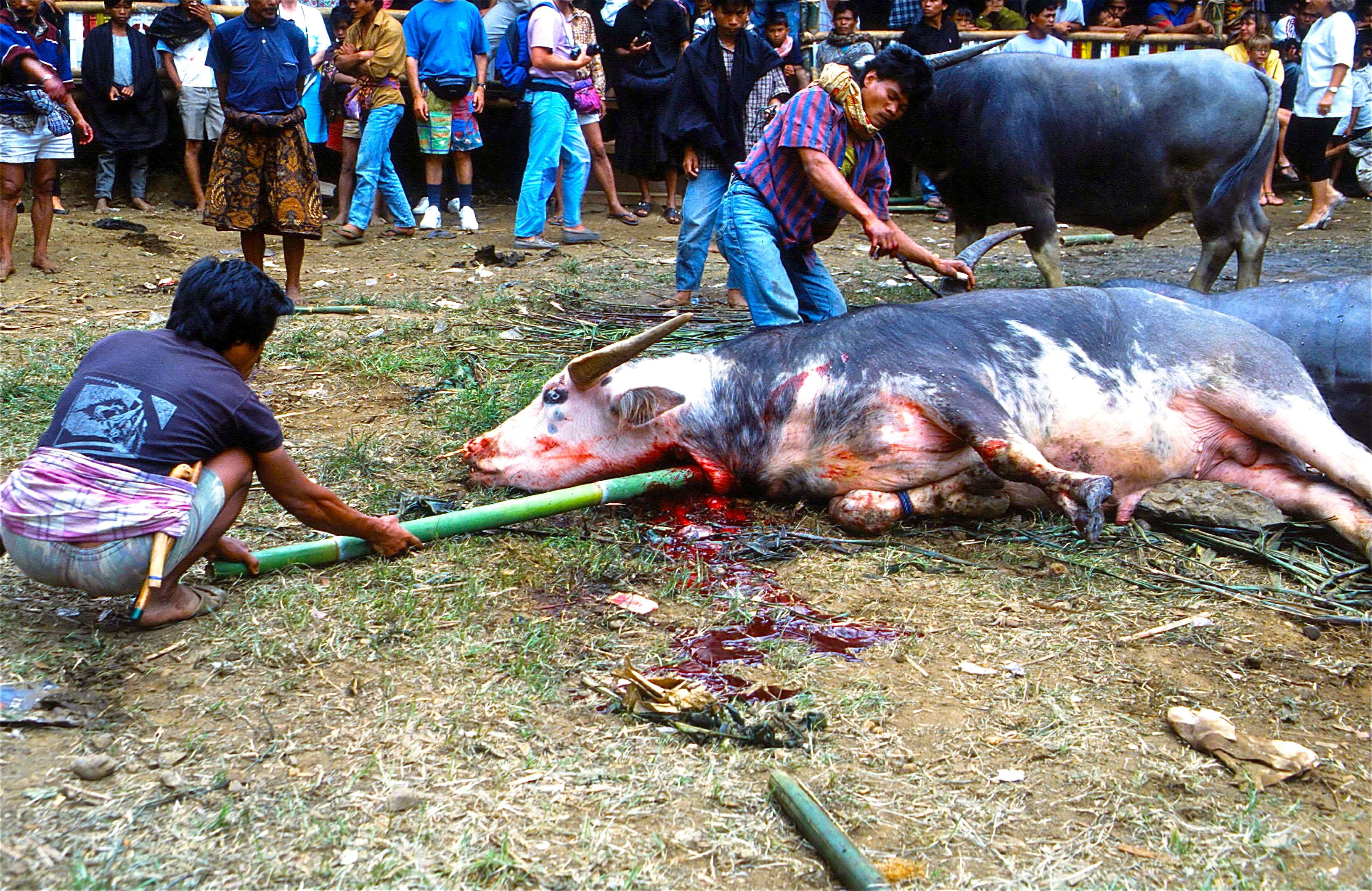 TANA TORAJA