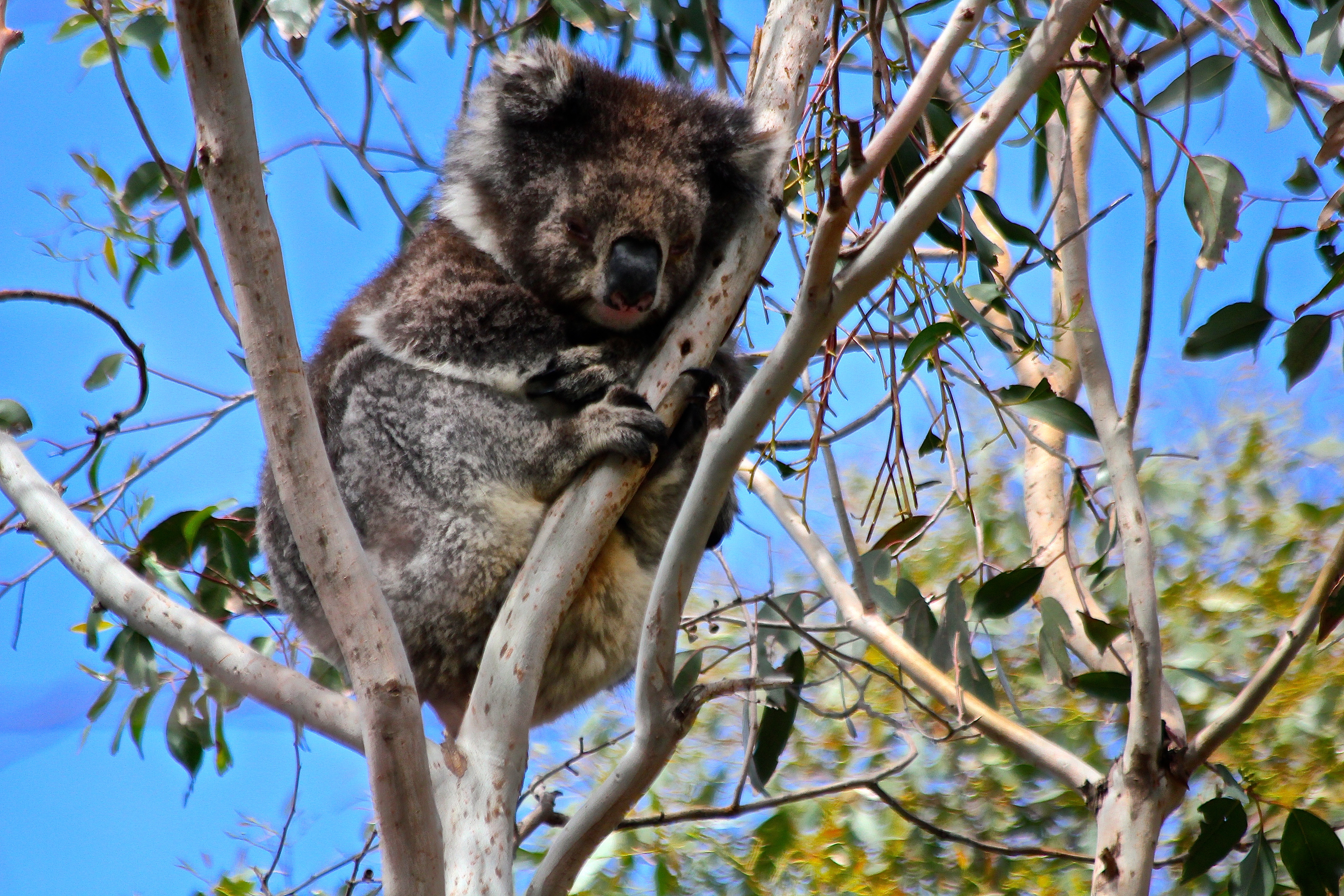 GREAT OCEAN ROAD