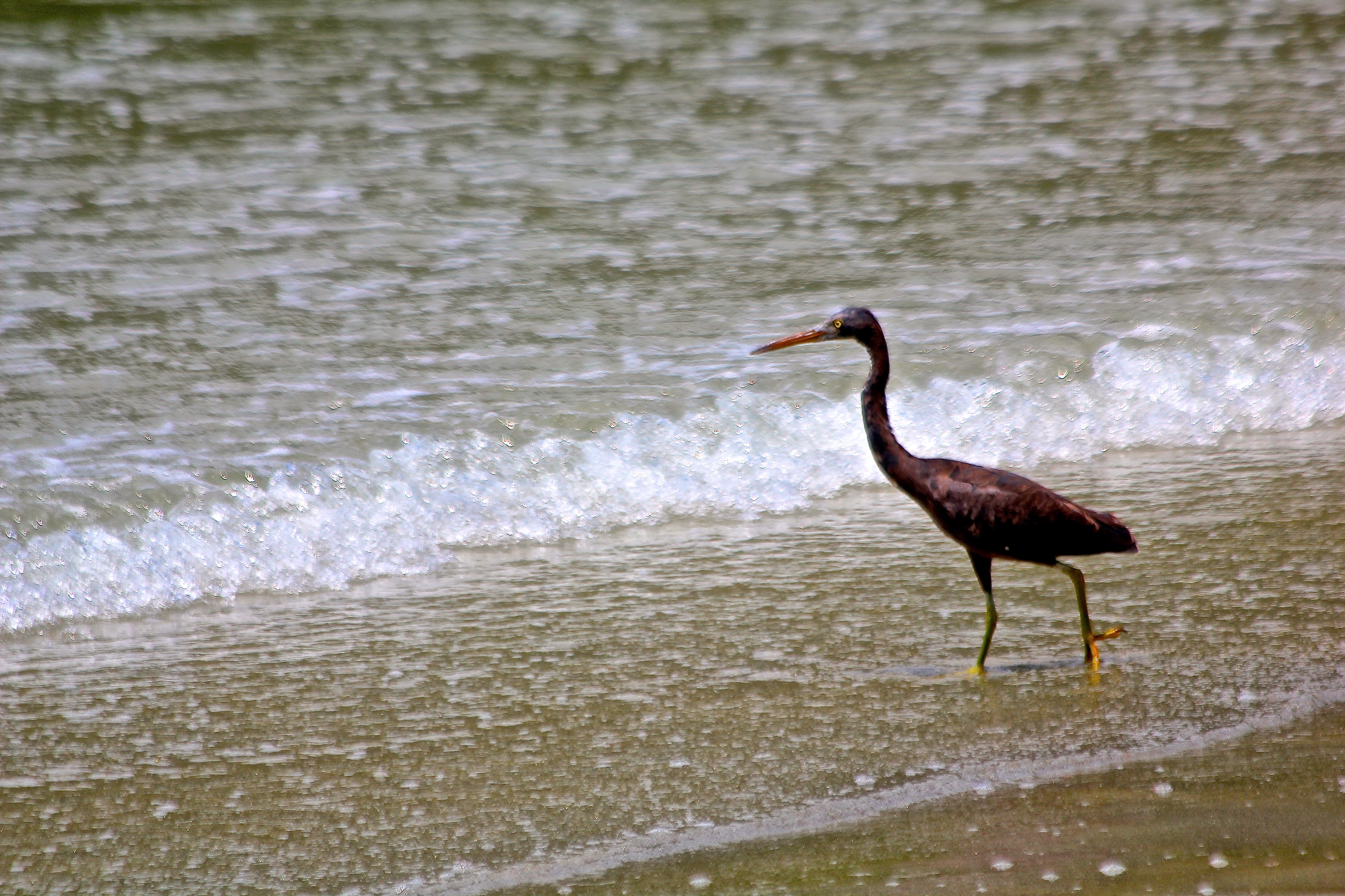 DAINTREE RAINFOREST