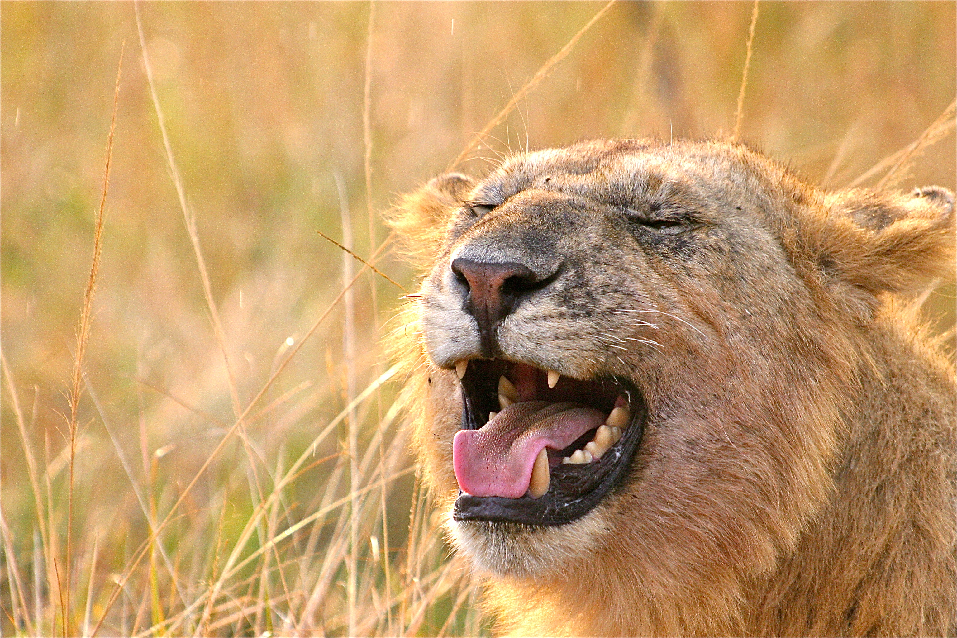 JEUNE LION