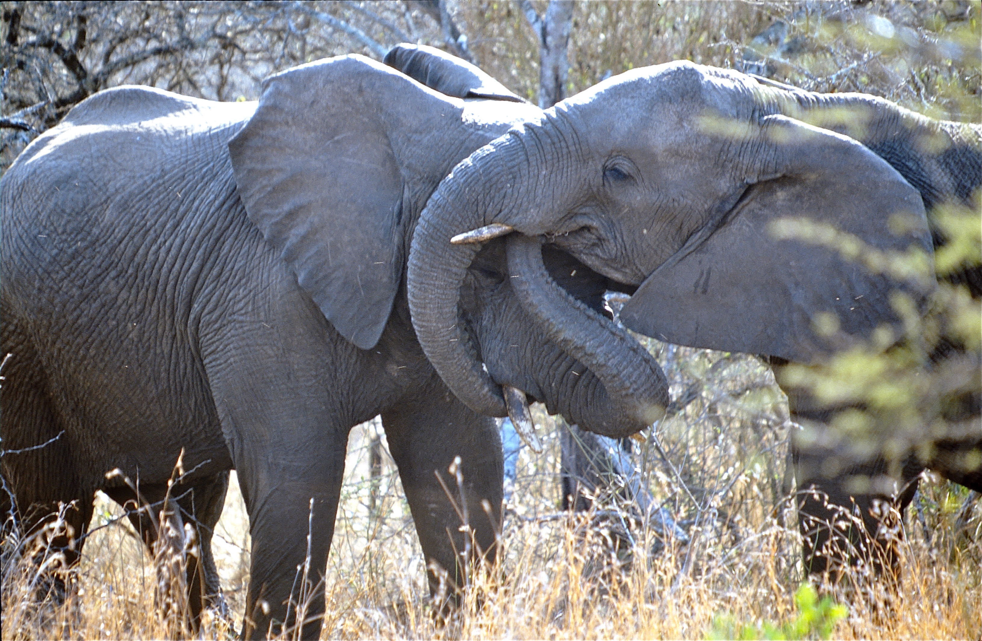 ÉLÉPHANTS D'AFRIQUE