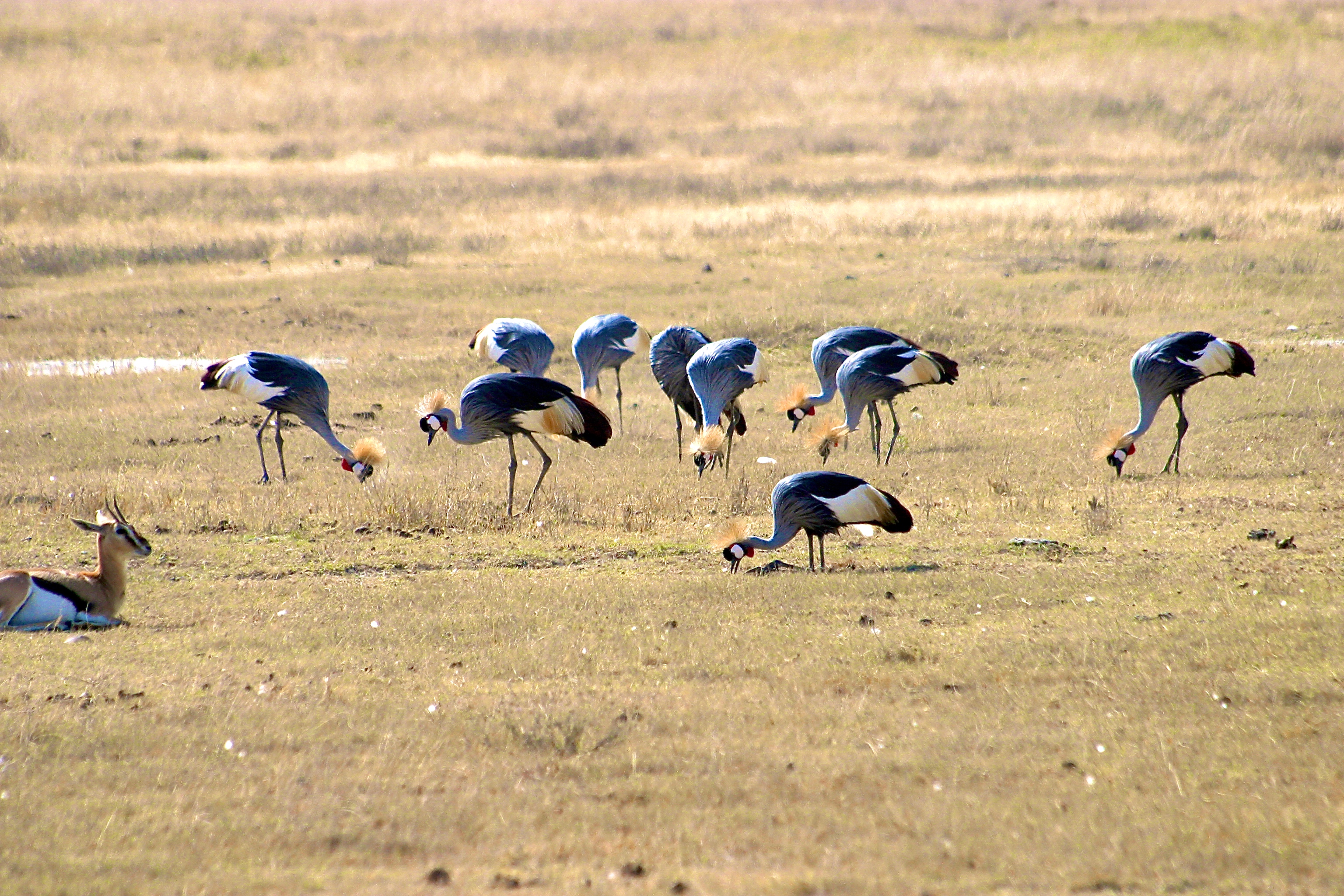 NGORONGORO