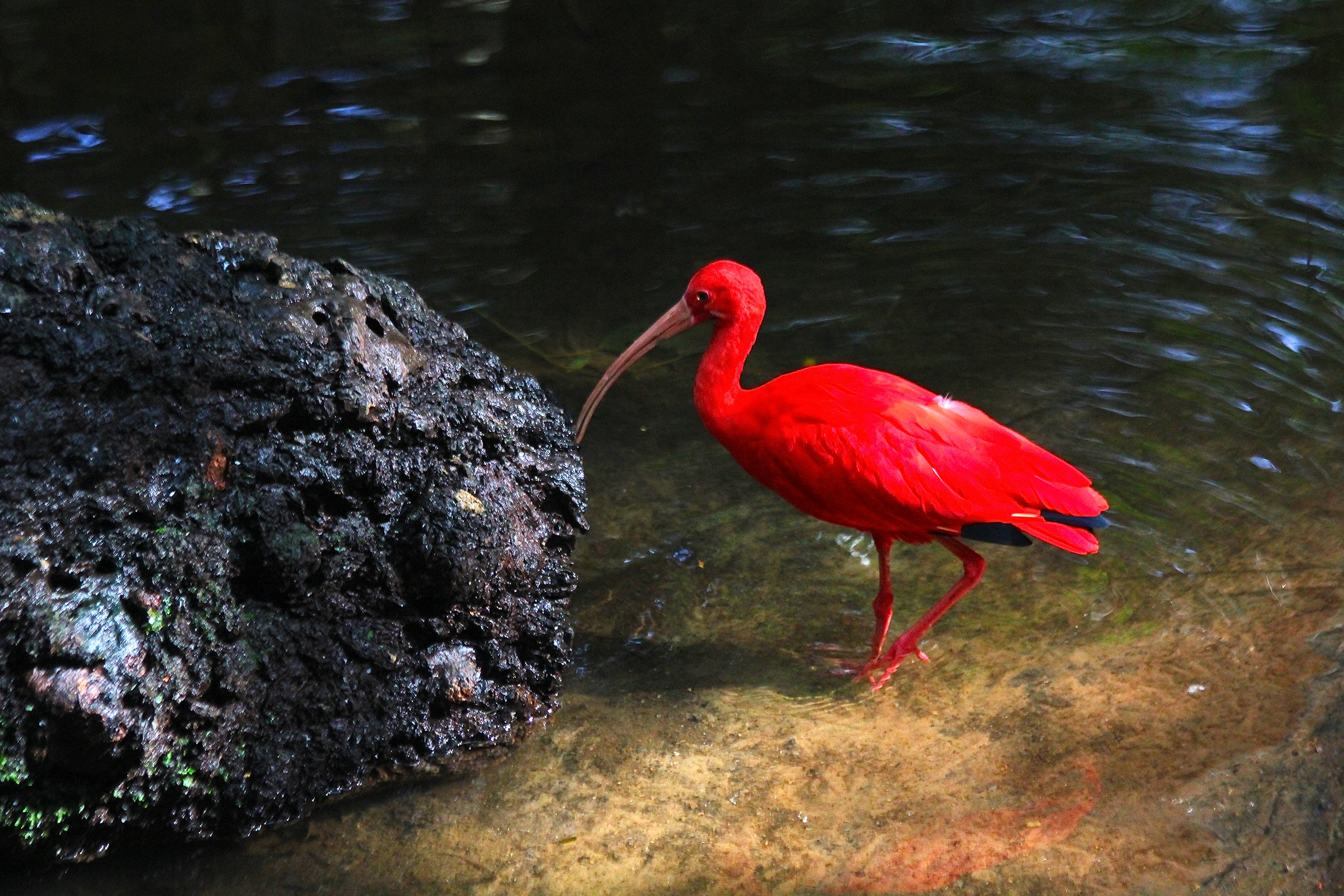 IBIS ROUGE