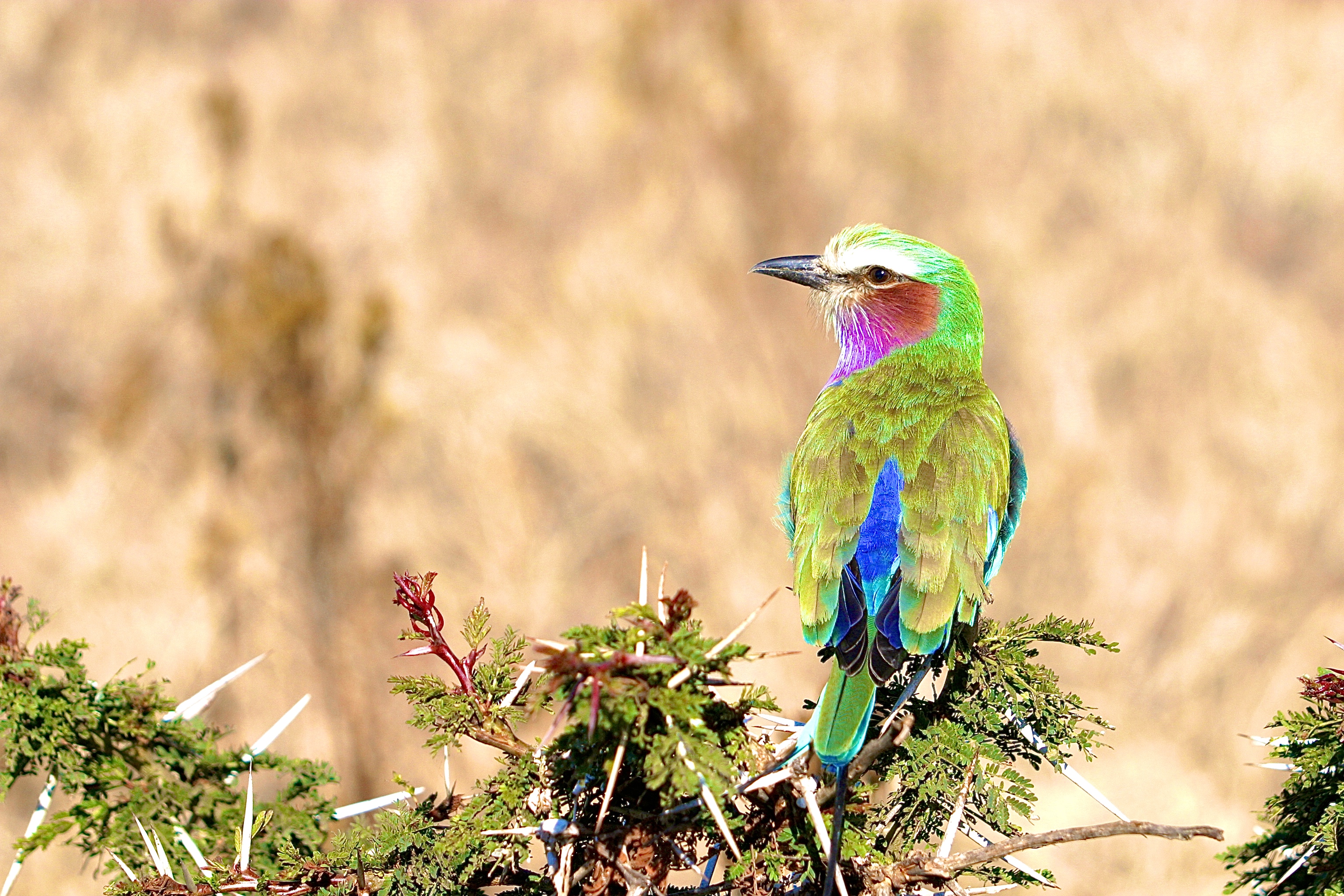 NGORONGORO
