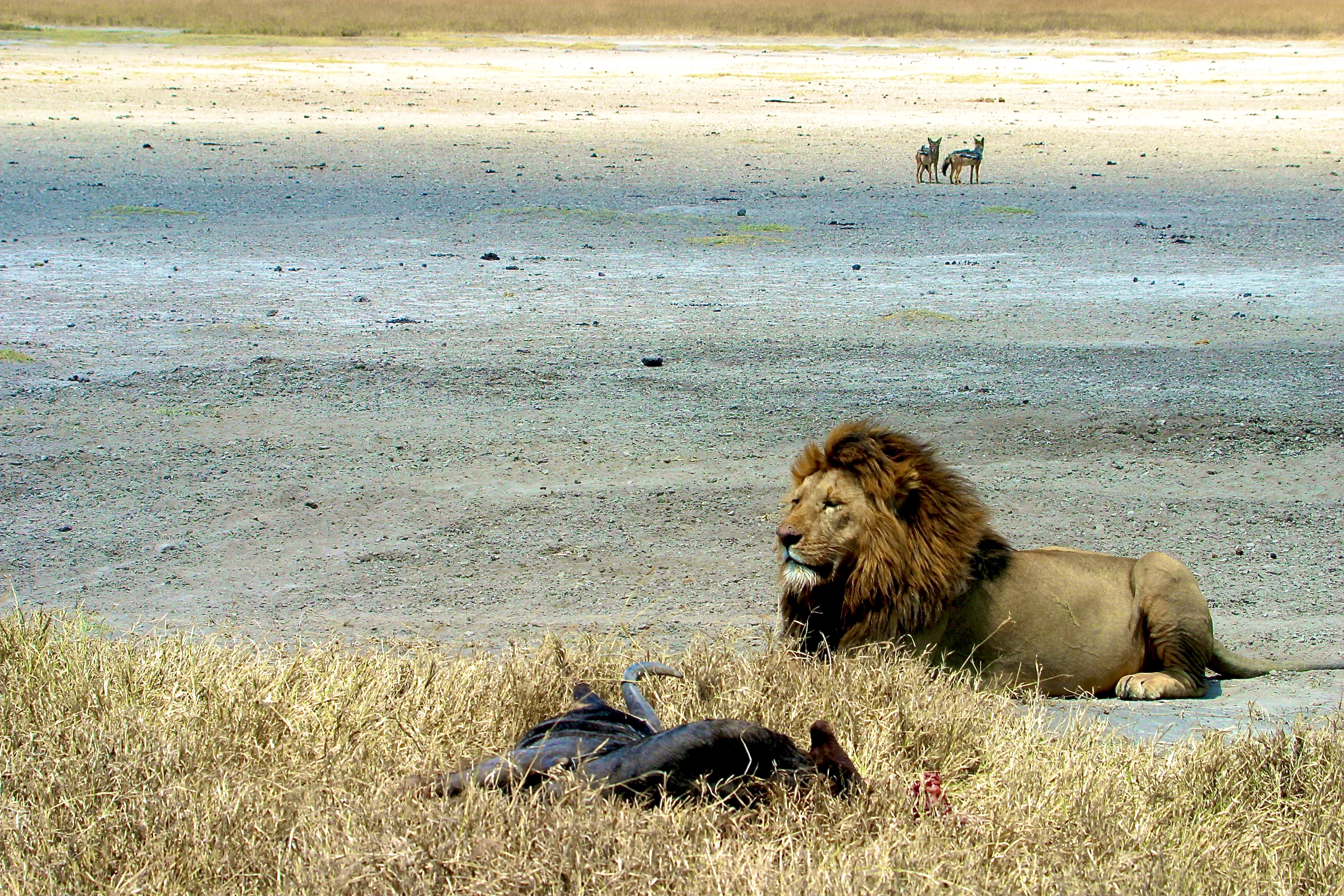 NGORONGORO