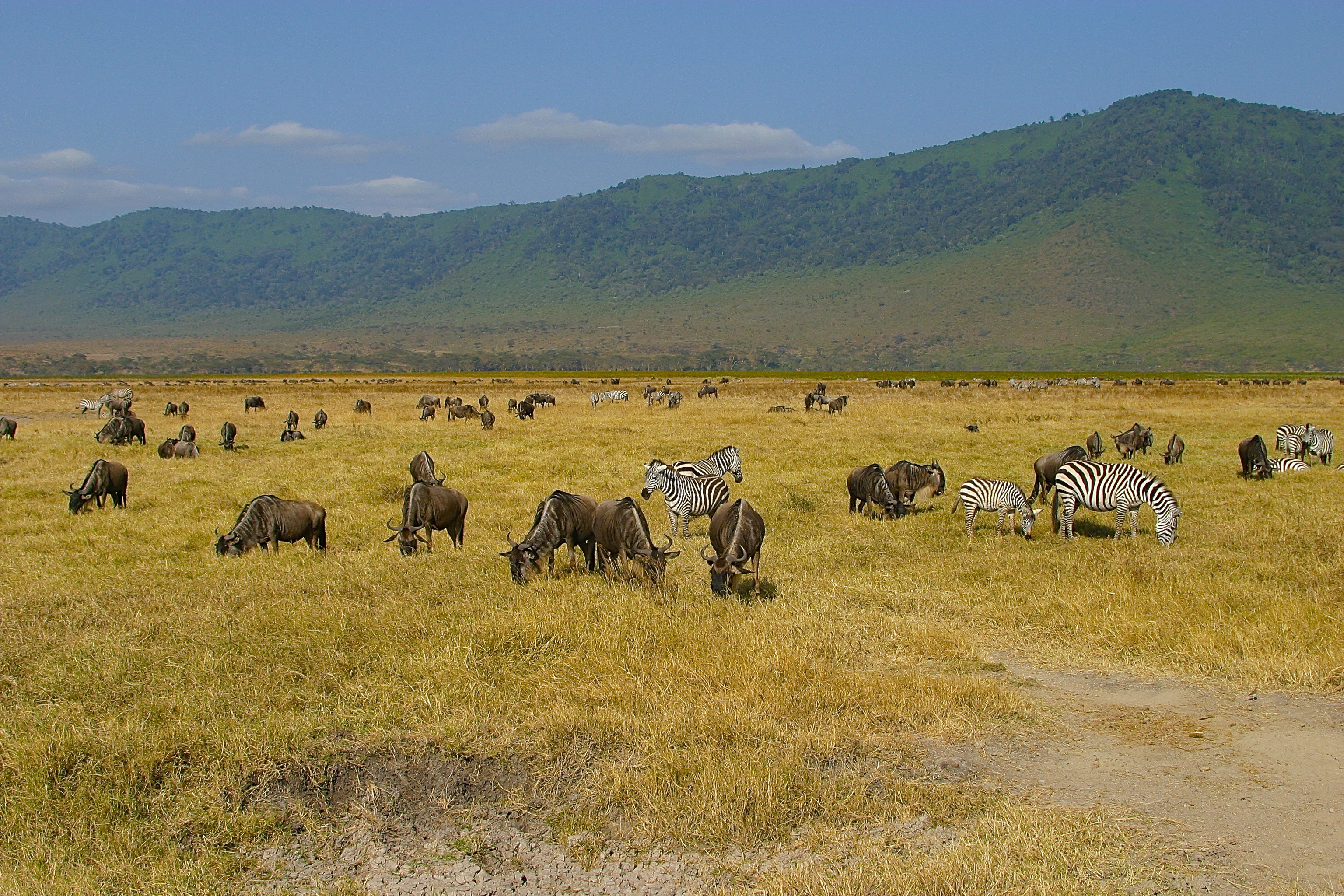 NGORONGORO