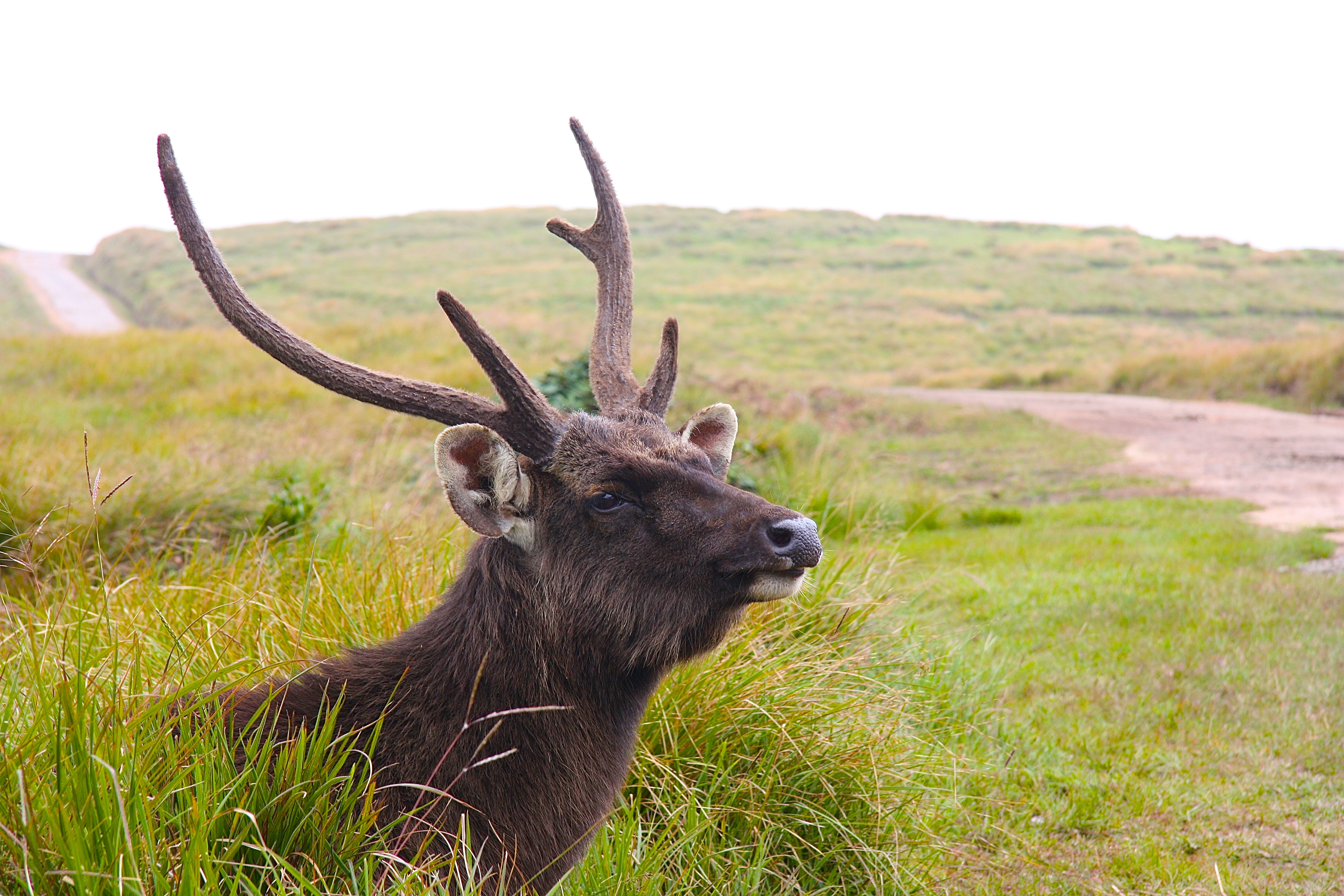 CERF SAMBAR