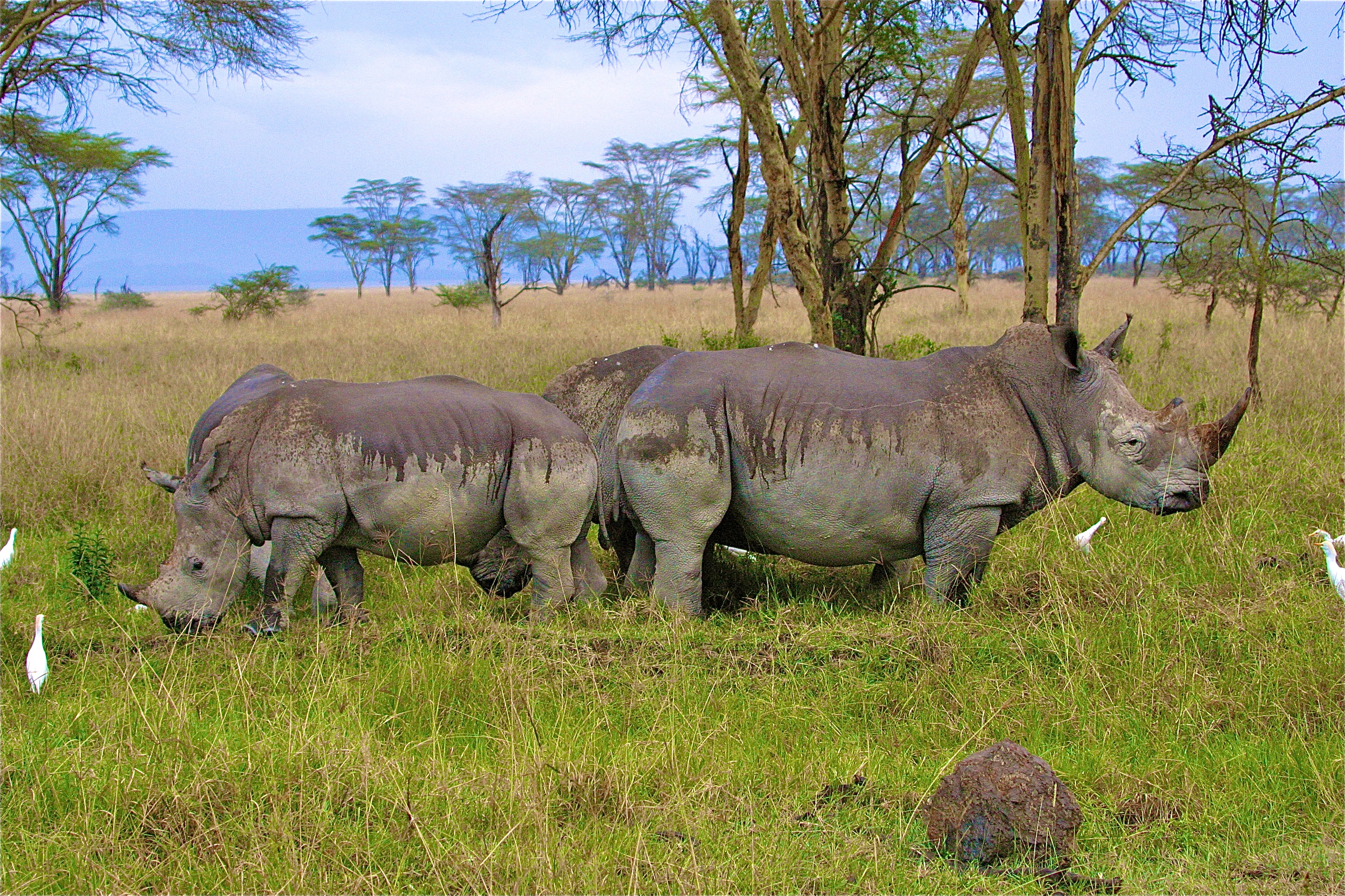 PARC NATIONAL DU LAC NAKURU