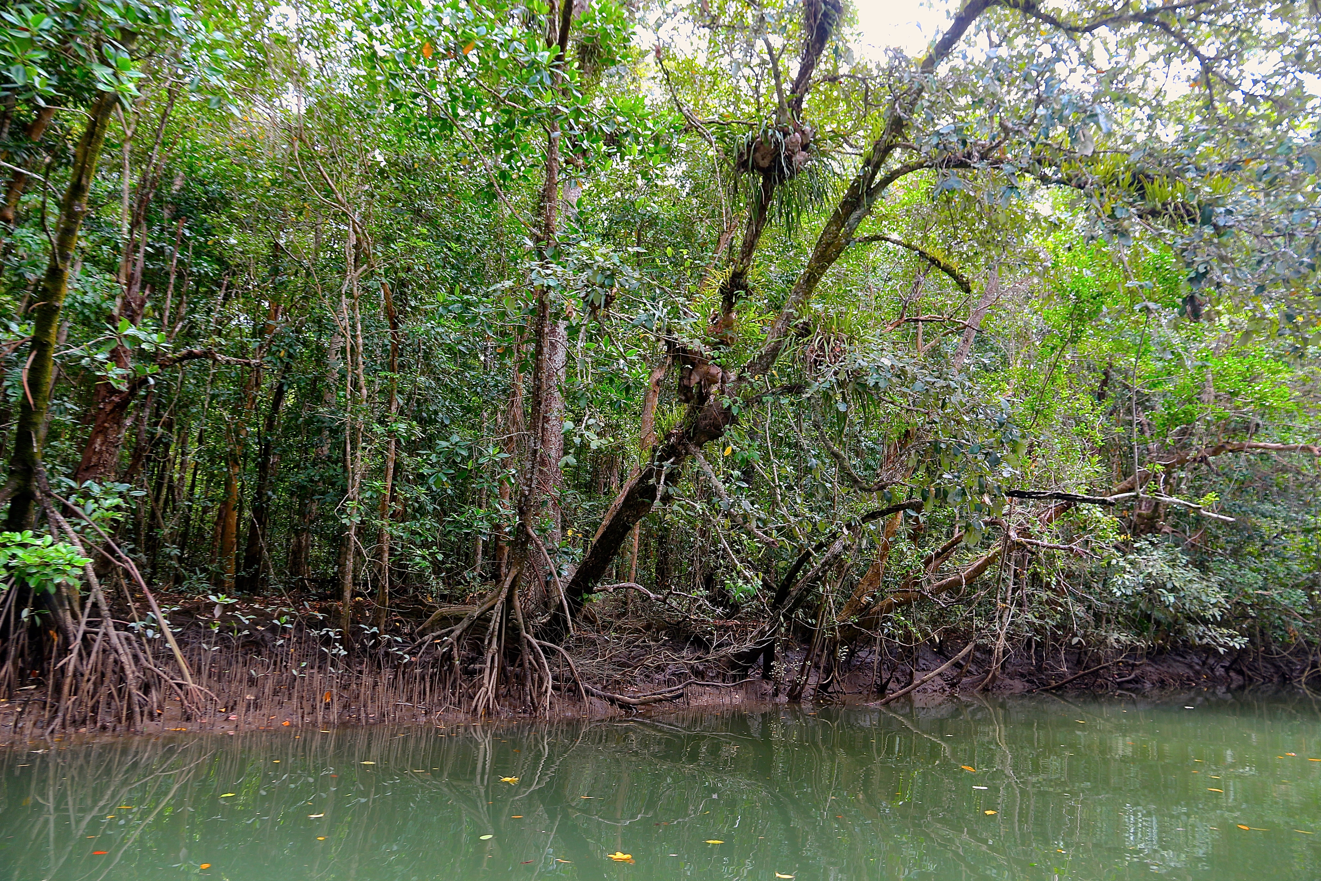 DAINTREE RAINFOREST