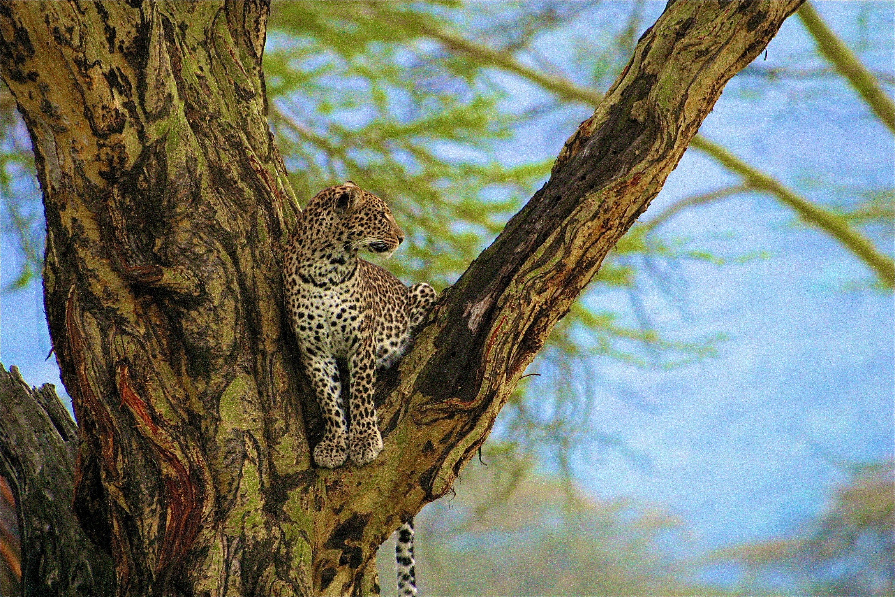 PARC NATIONAL DU LAC NAKURU