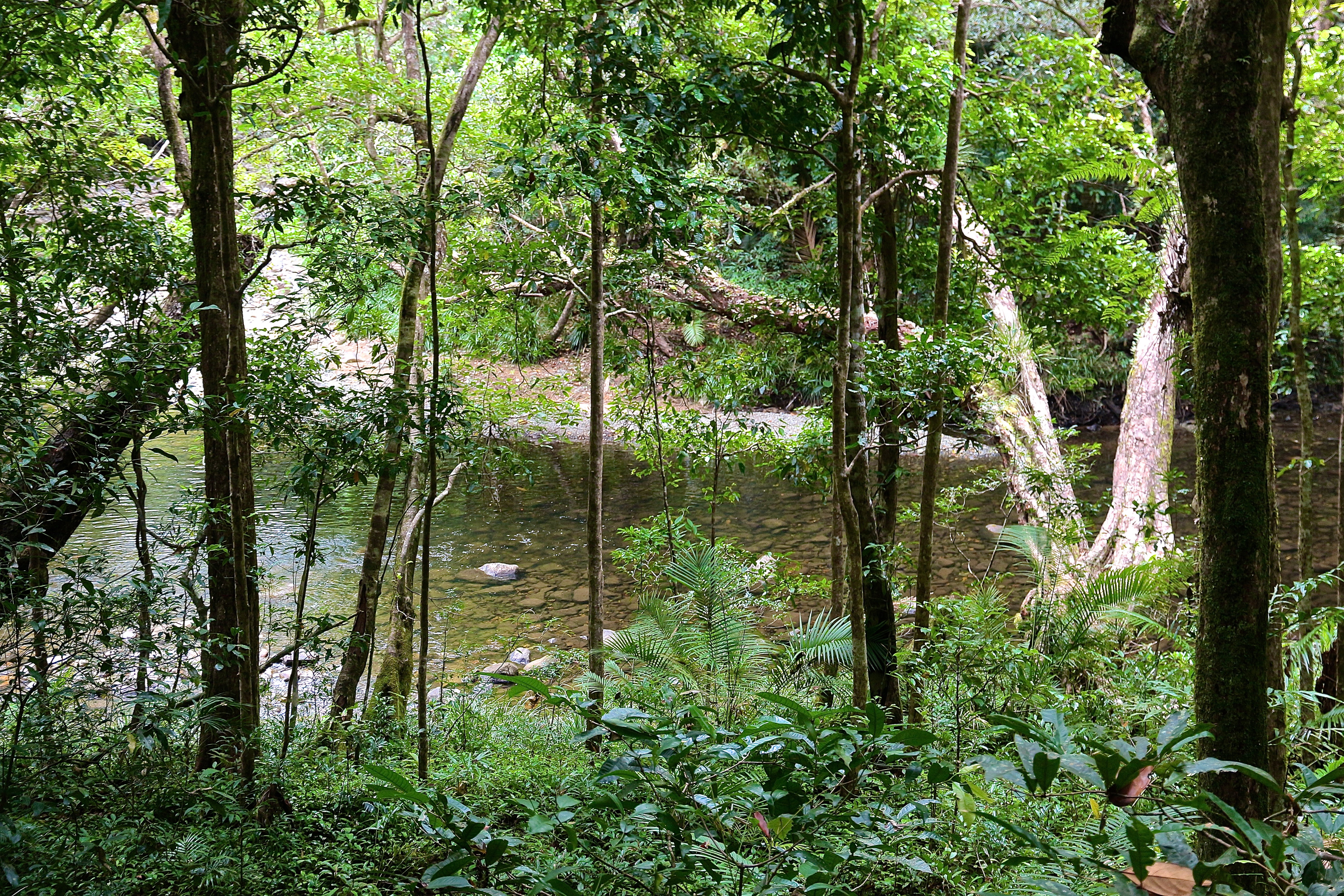 DAINTREE RAINFOREST