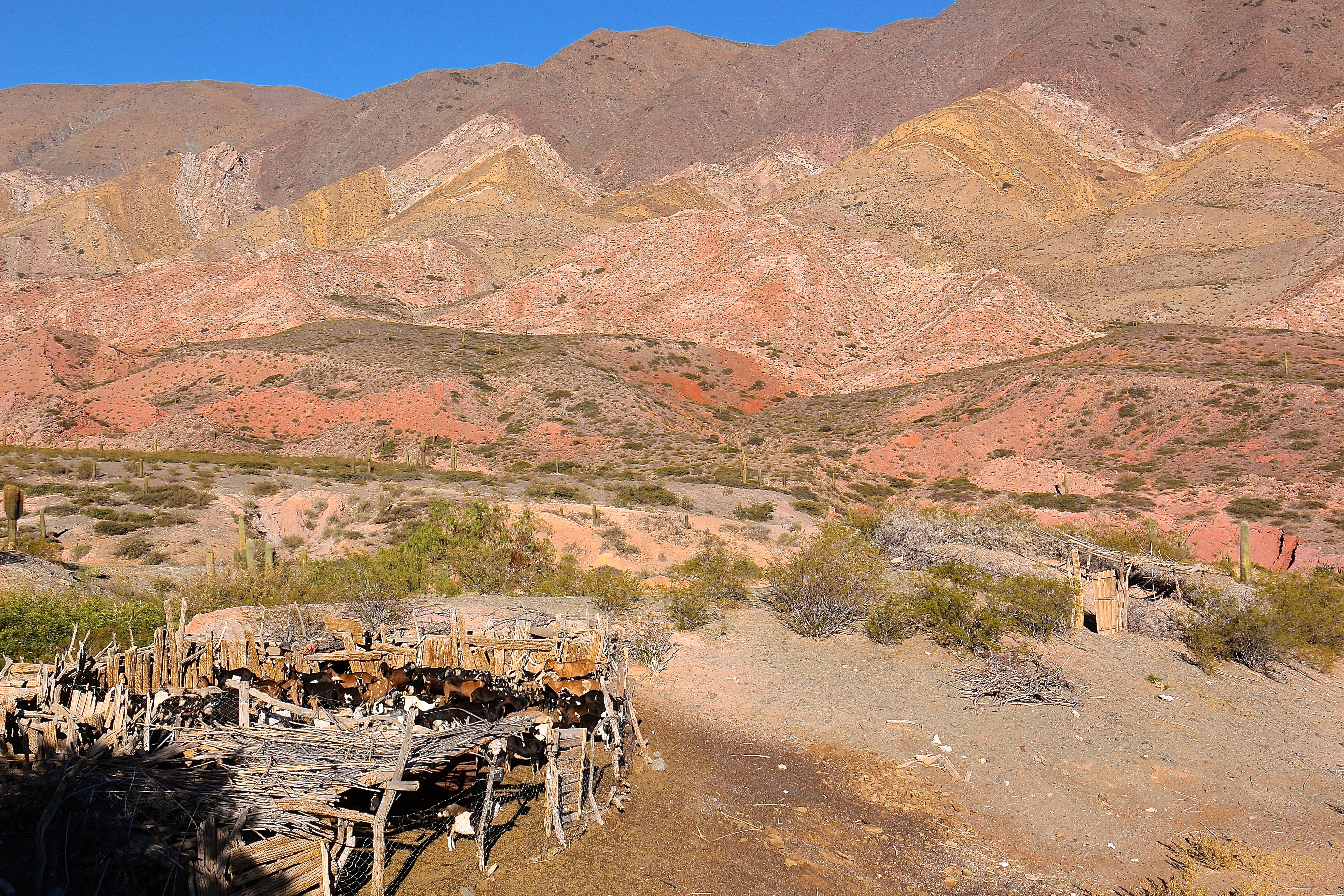 PARC DE LOS CARDONES