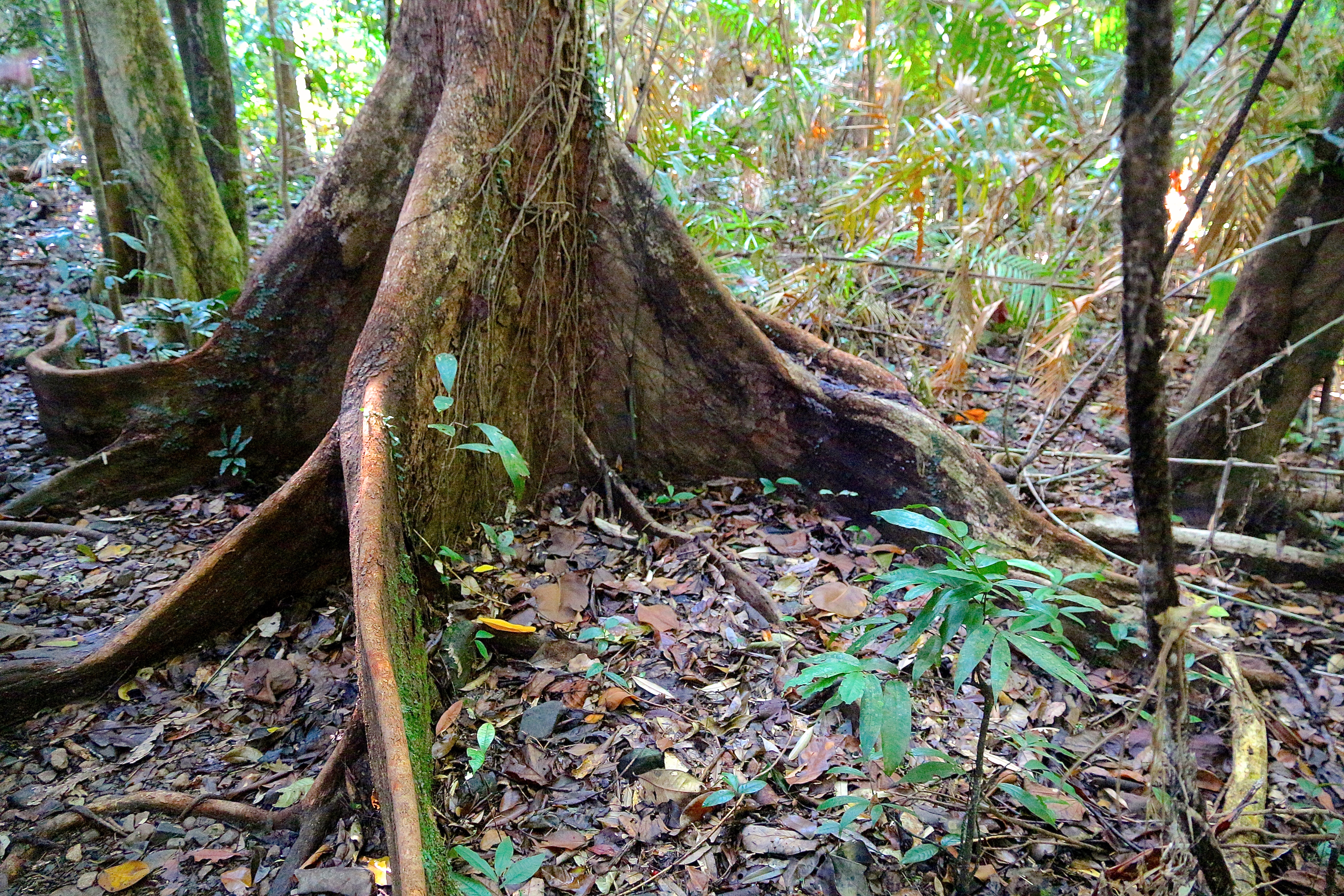 DAINTREE RAINFOREST