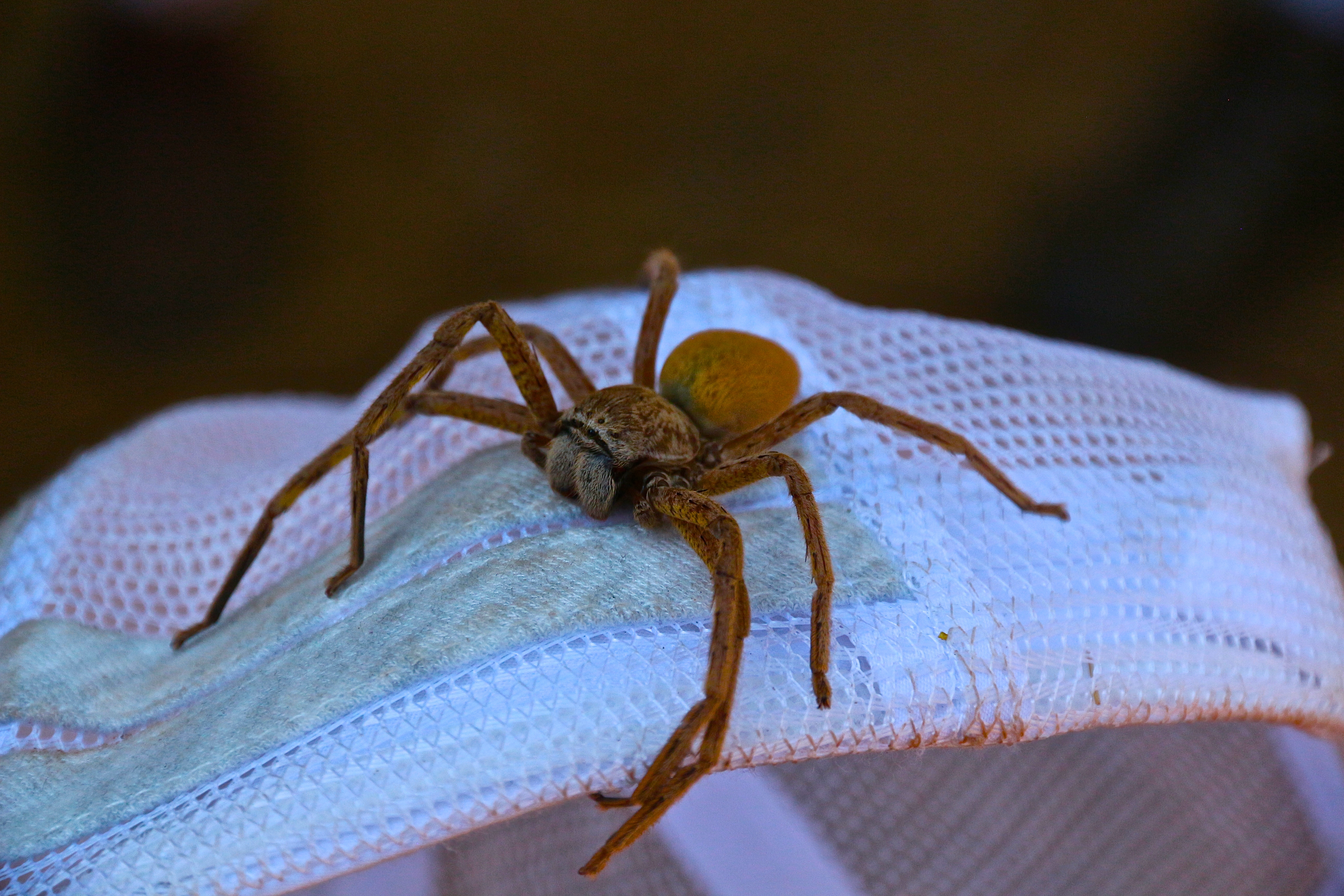 ARAIGNÉE HUNTSMAN