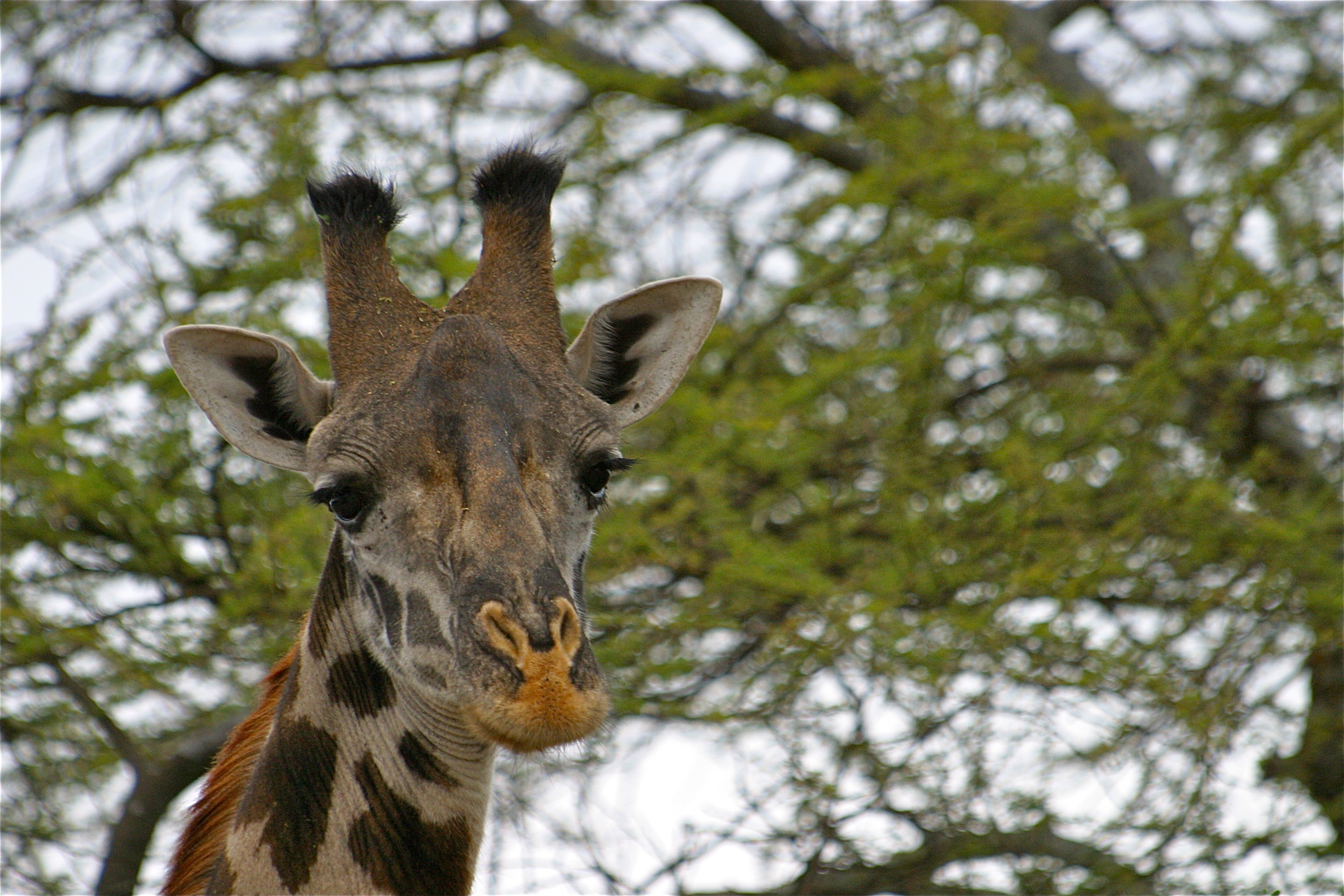 PARC NATIONAL D'AMBOSELI