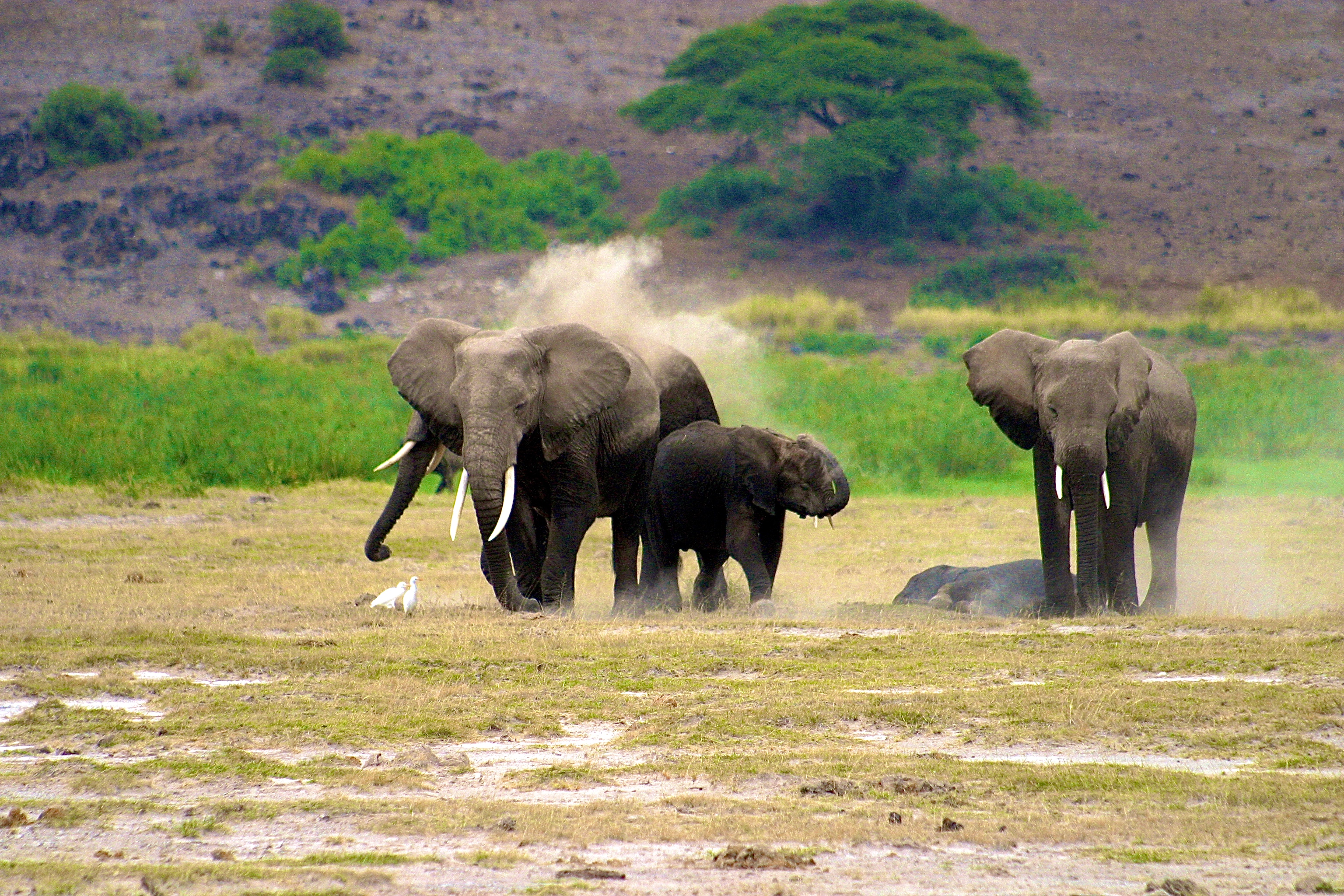 PARC NATIONAL D'AMBOSELI