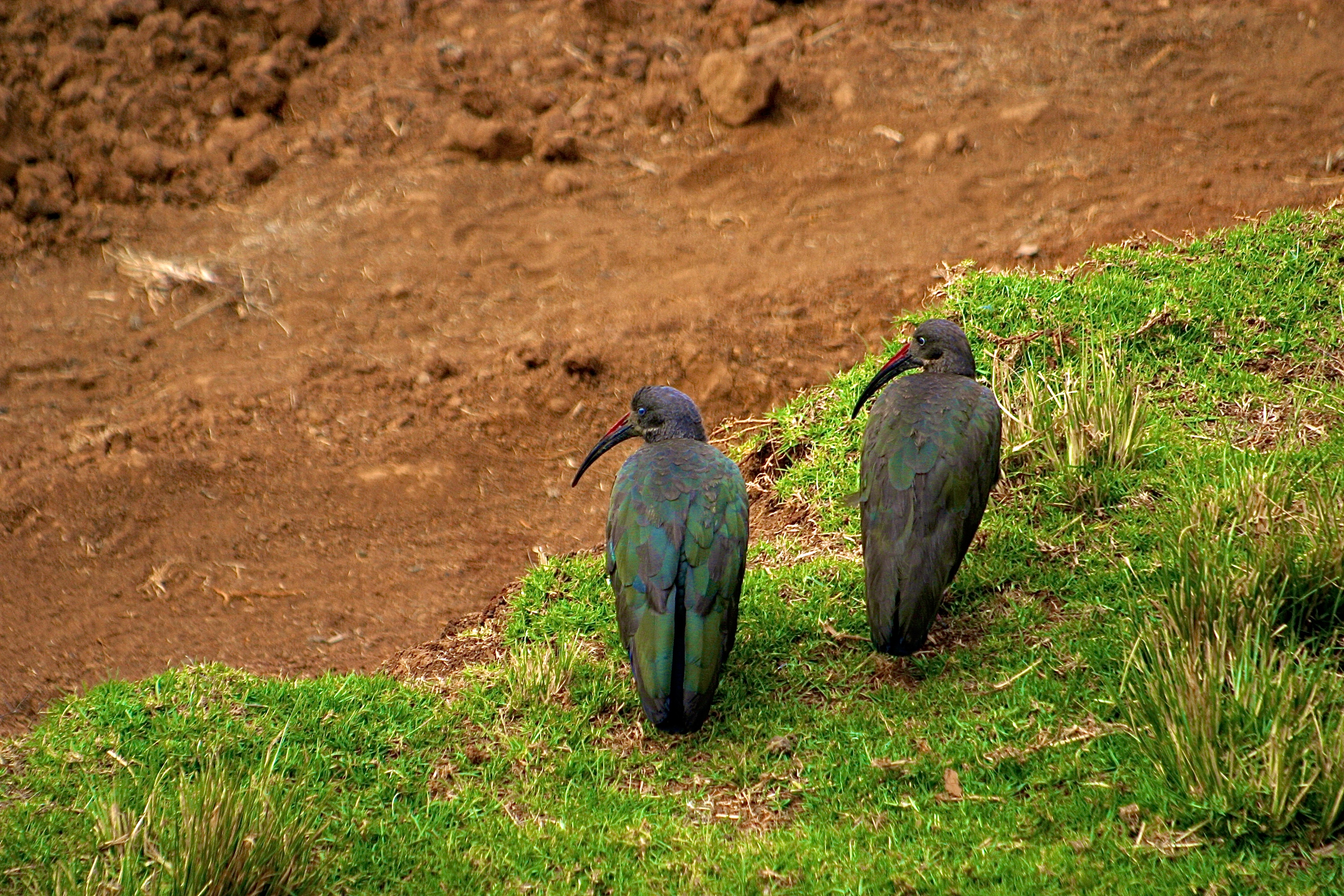 PARC NATIONAL DU MONT KENYA