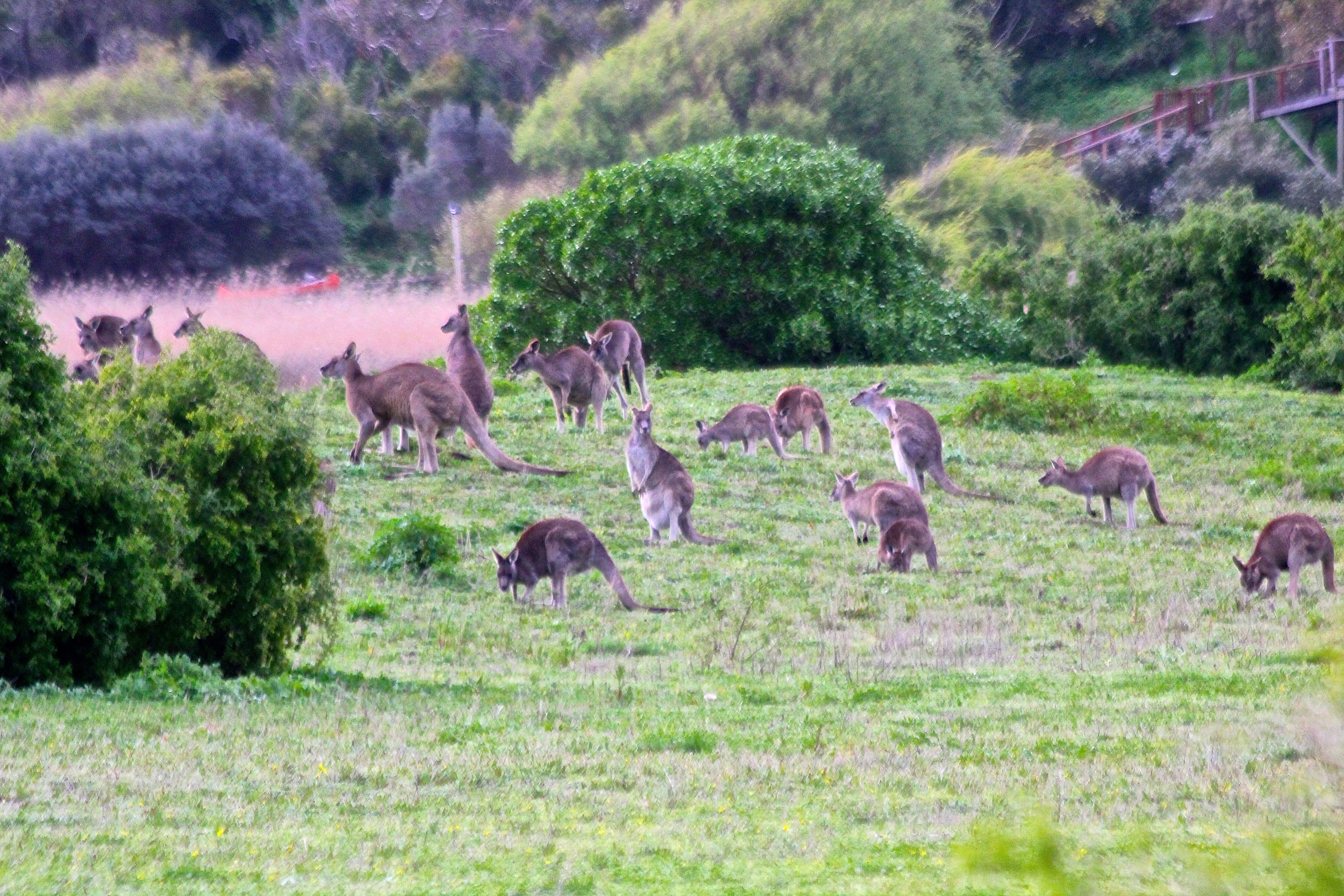 GREAT OCEAN ROAD