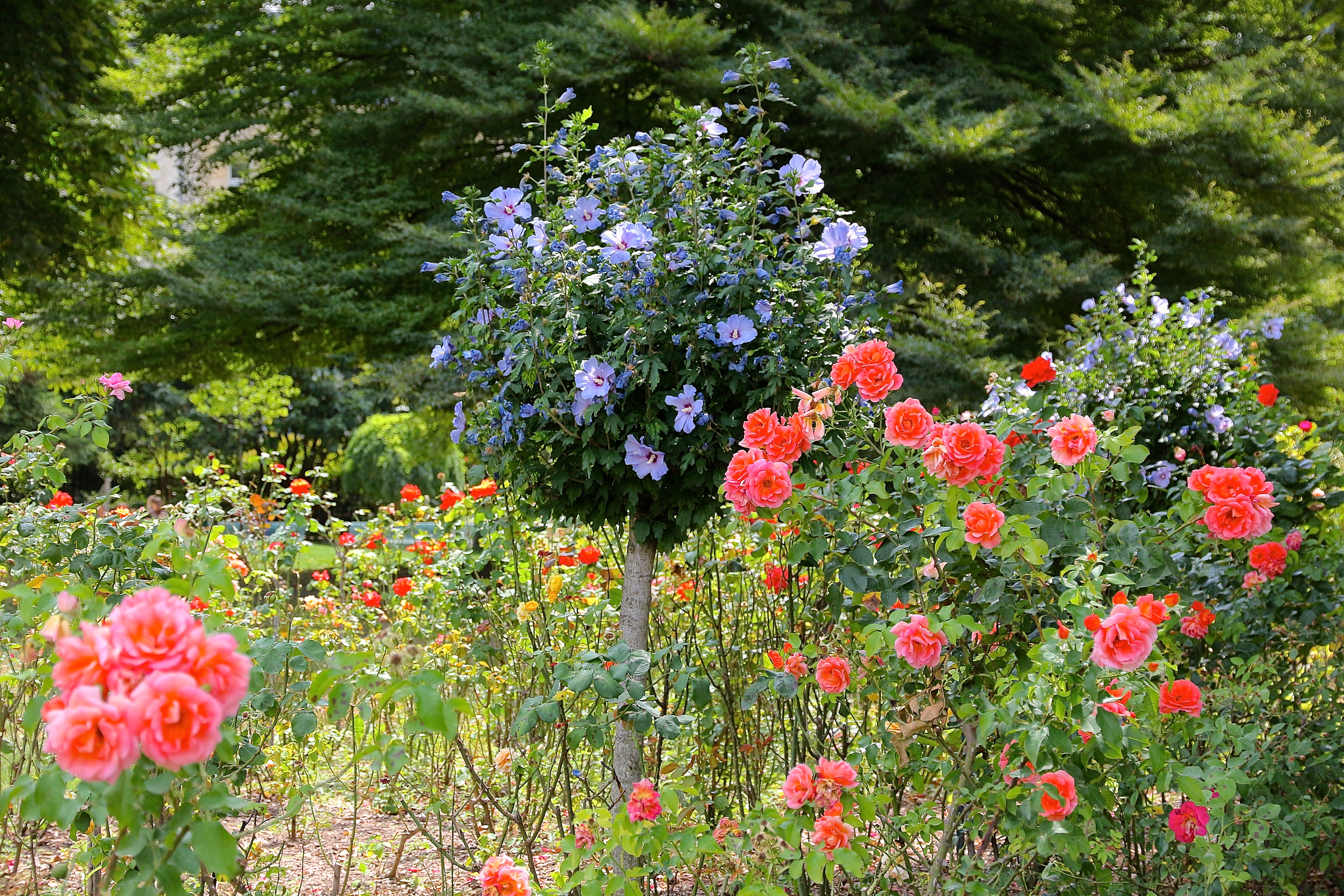 les rosiers