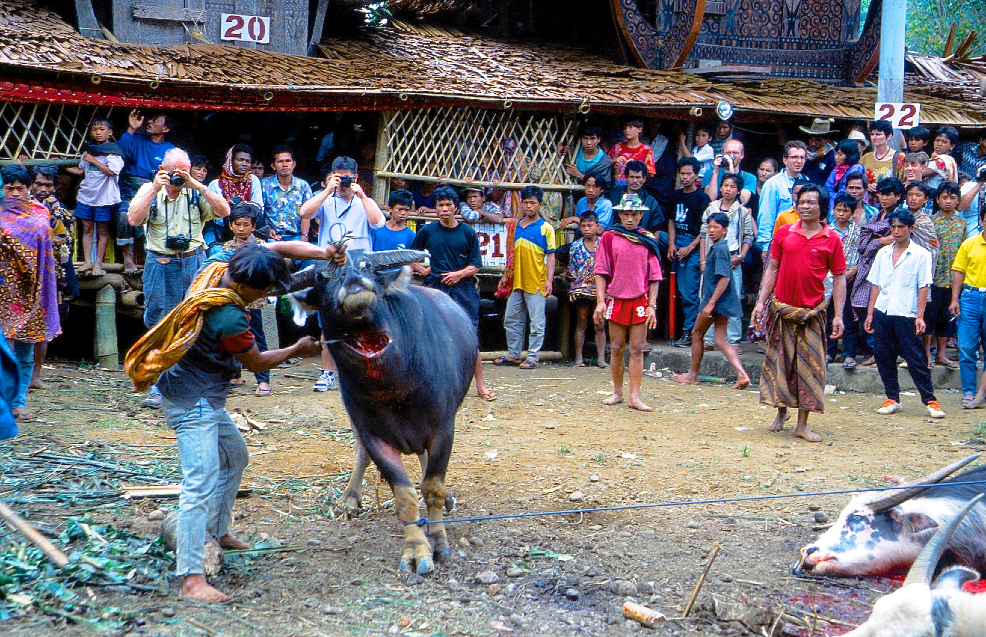 TANA TORAJA