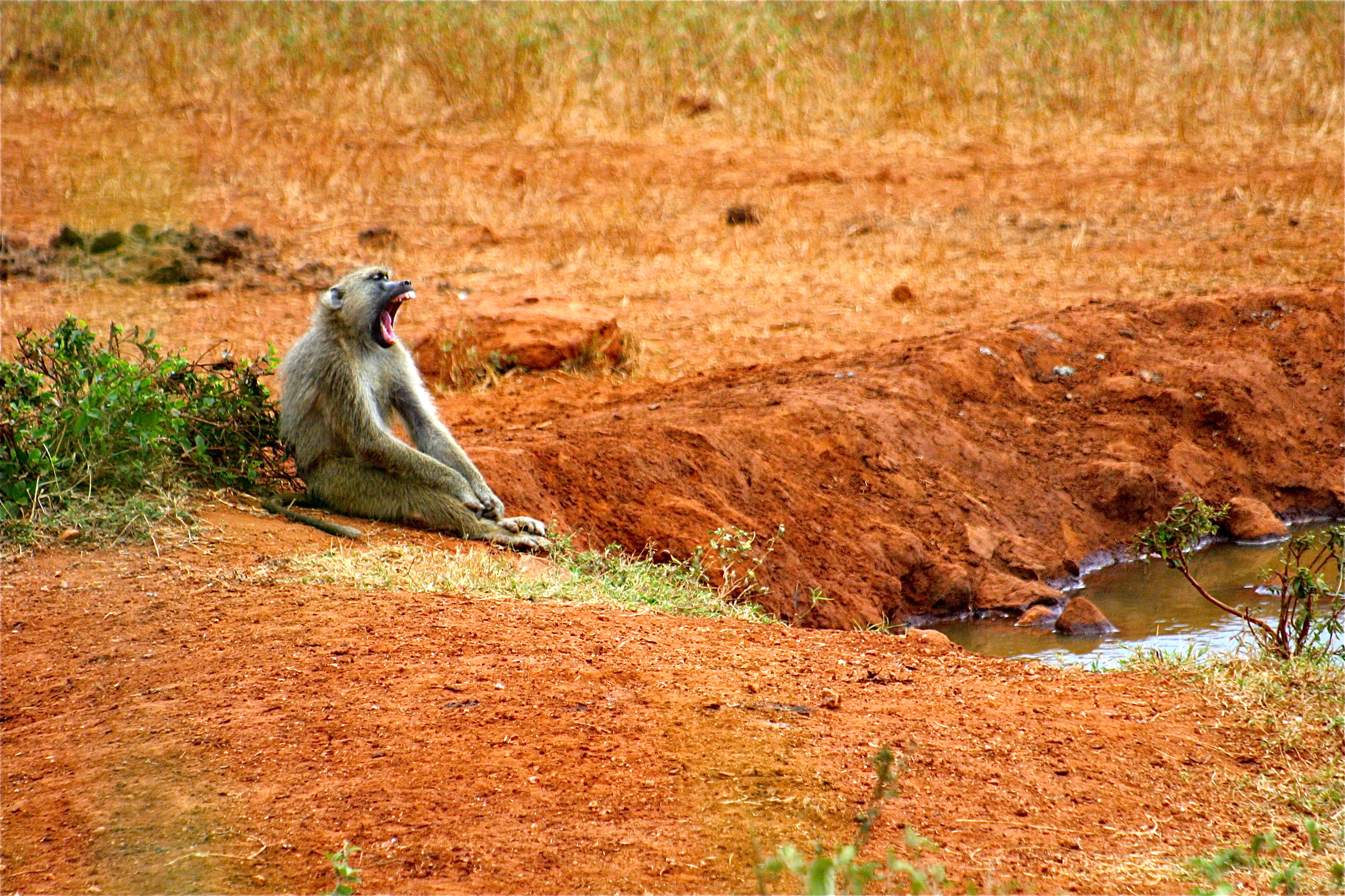 PARC NATIONAL DE TSAVO-WEST
