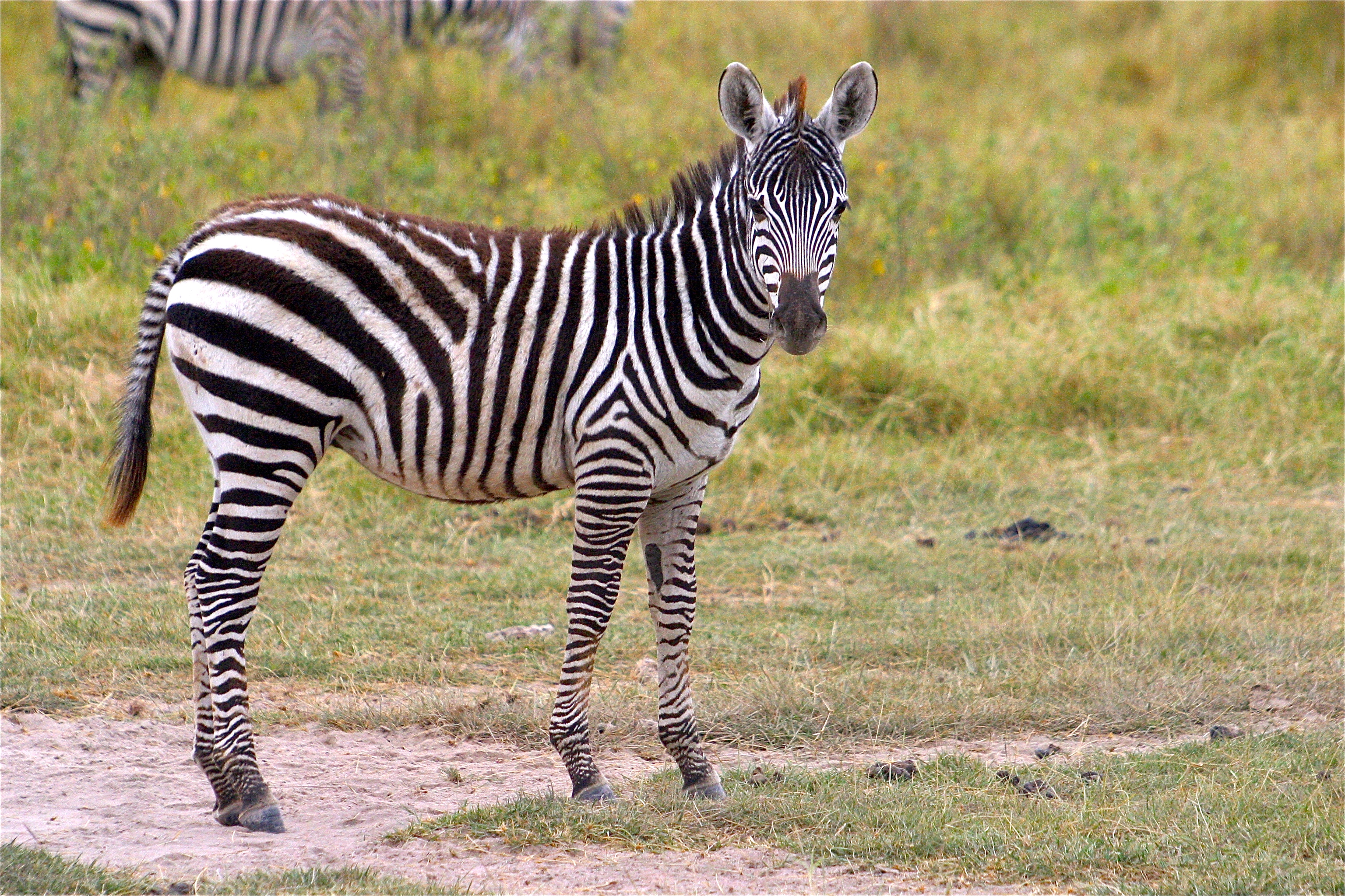 PARC NATIONAL D'AMBOSELI