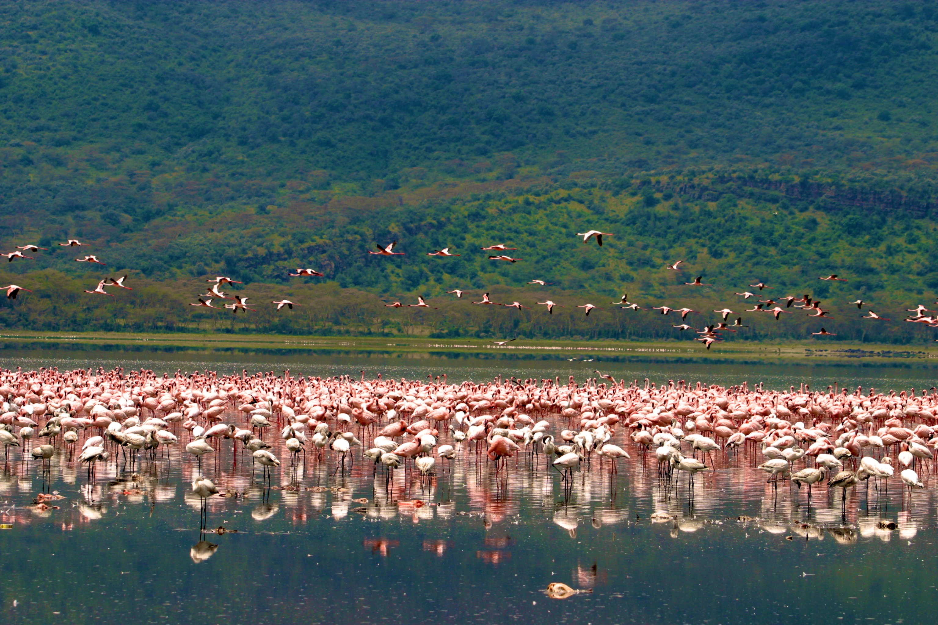 PARC NATIONAL DU LAC NAKURU