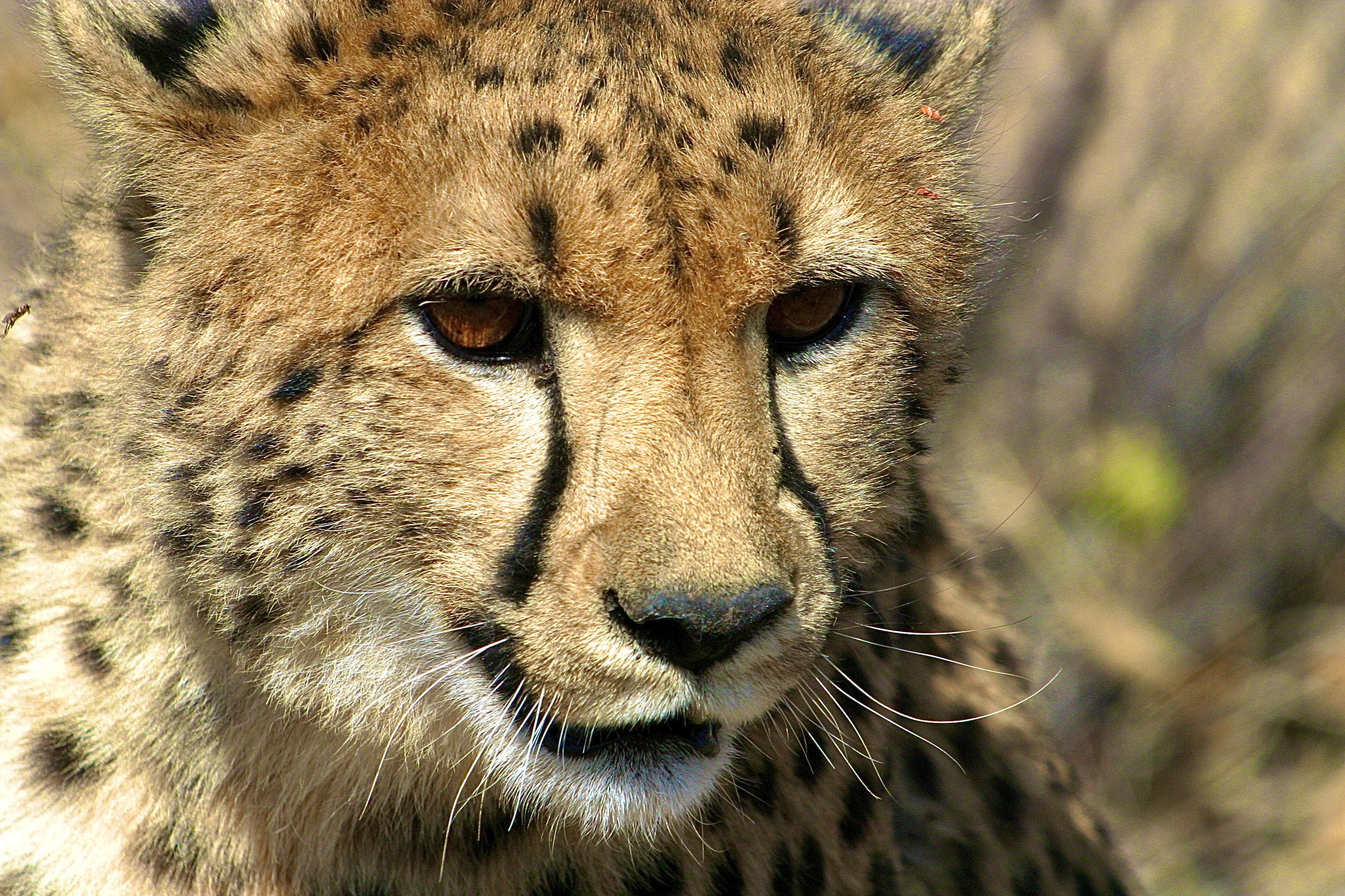 GUÉPARD