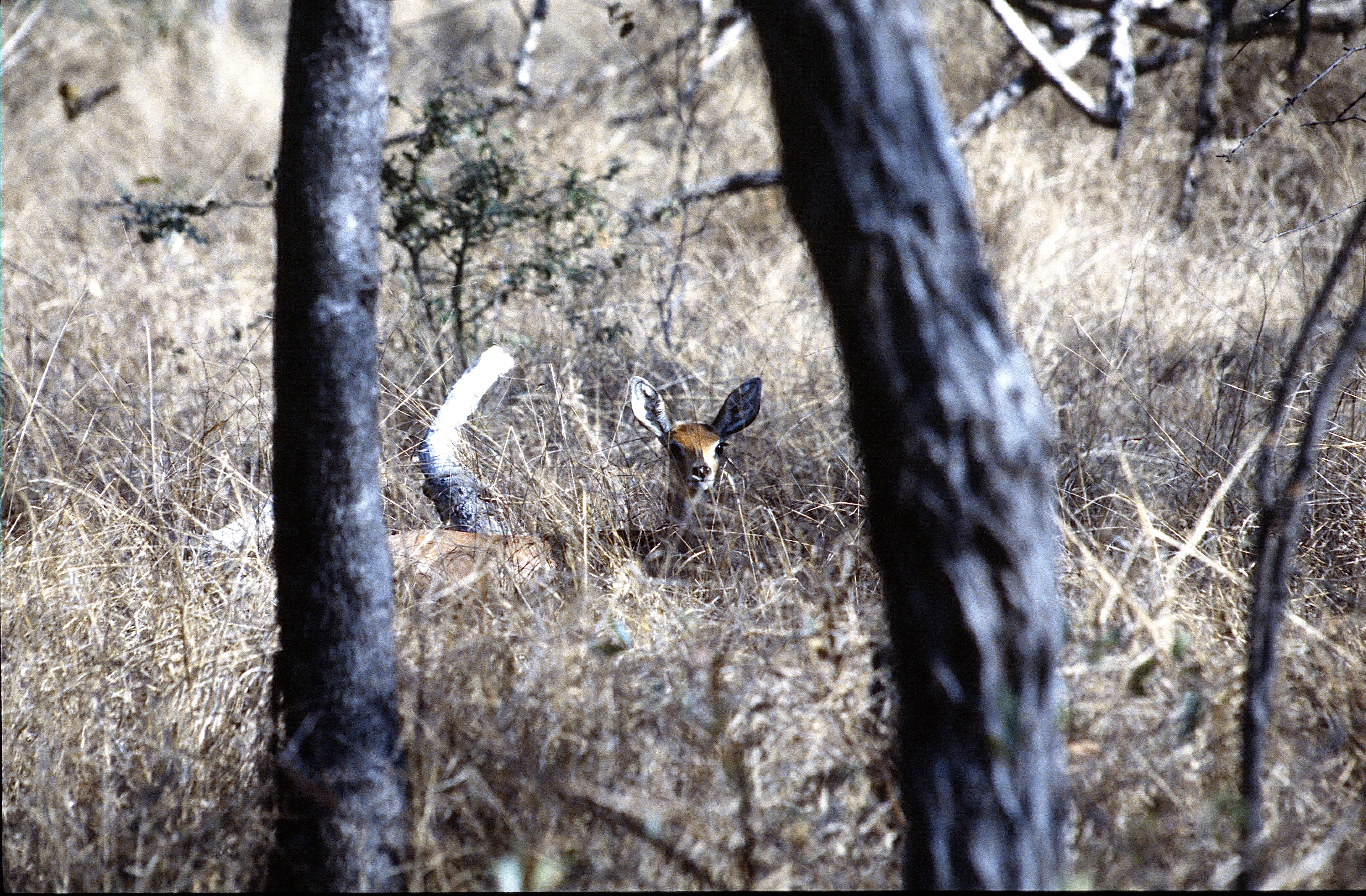 STEENBOK