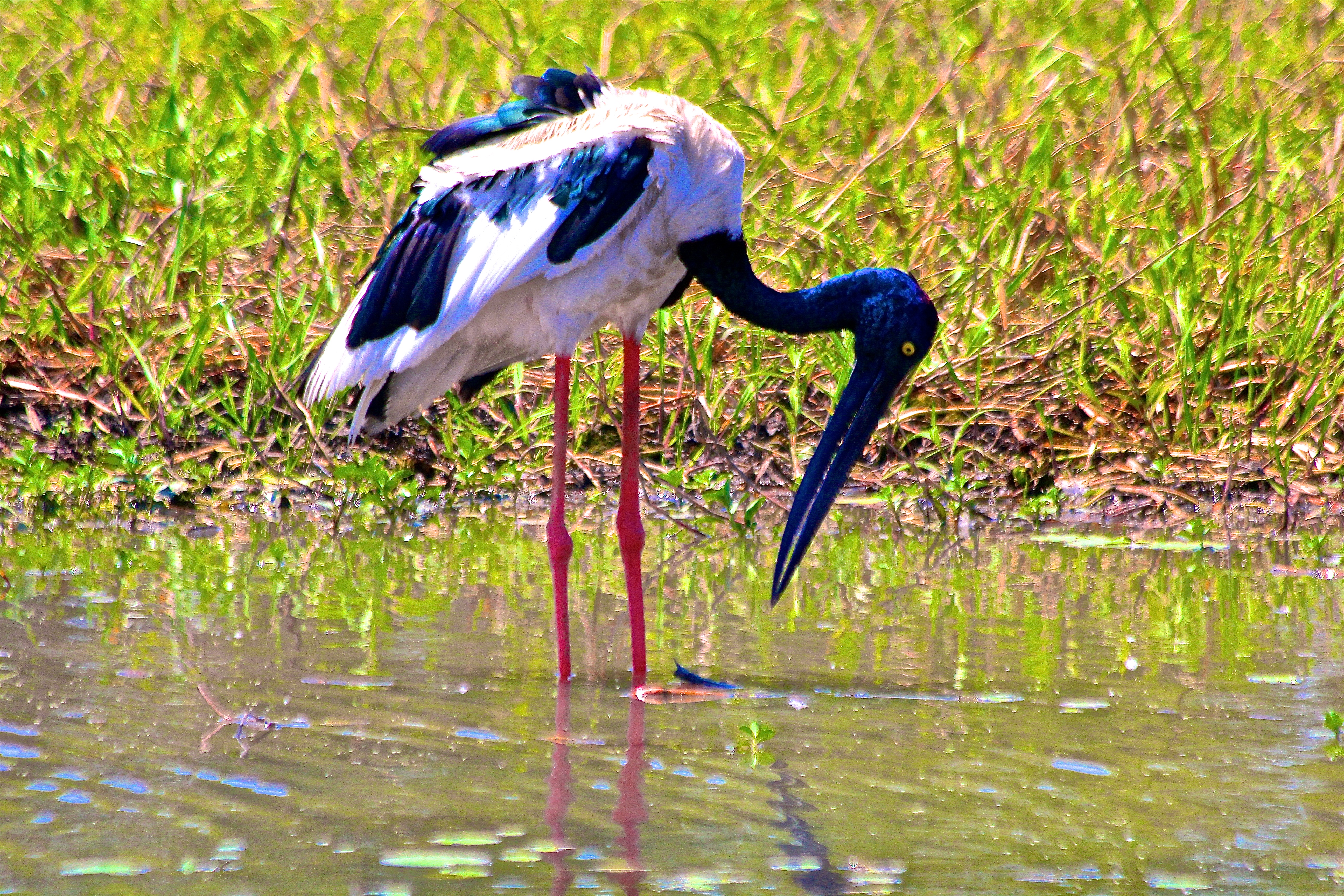 JABIRU D'ASIE