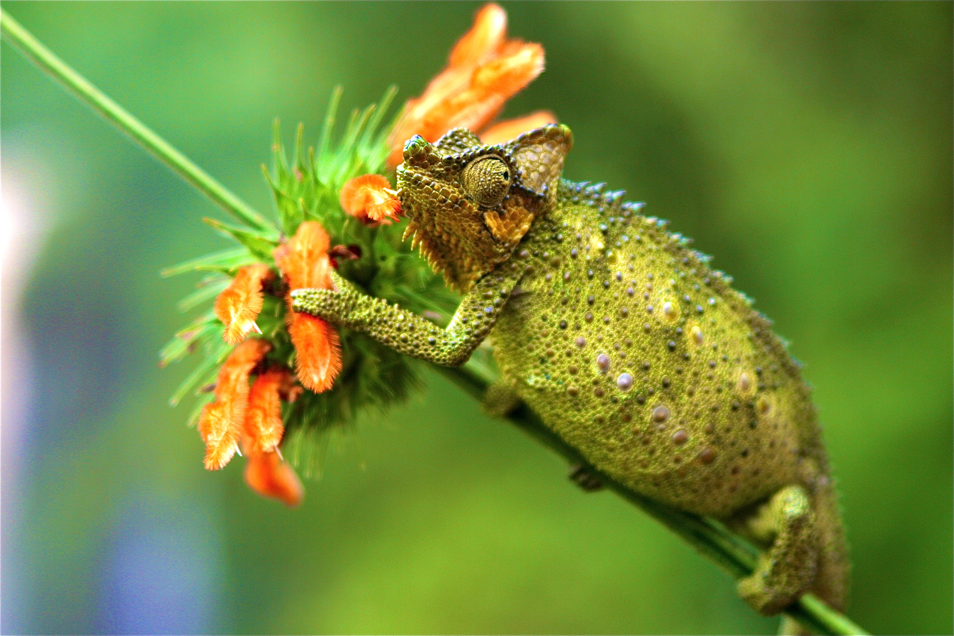 CAMÉLÉON