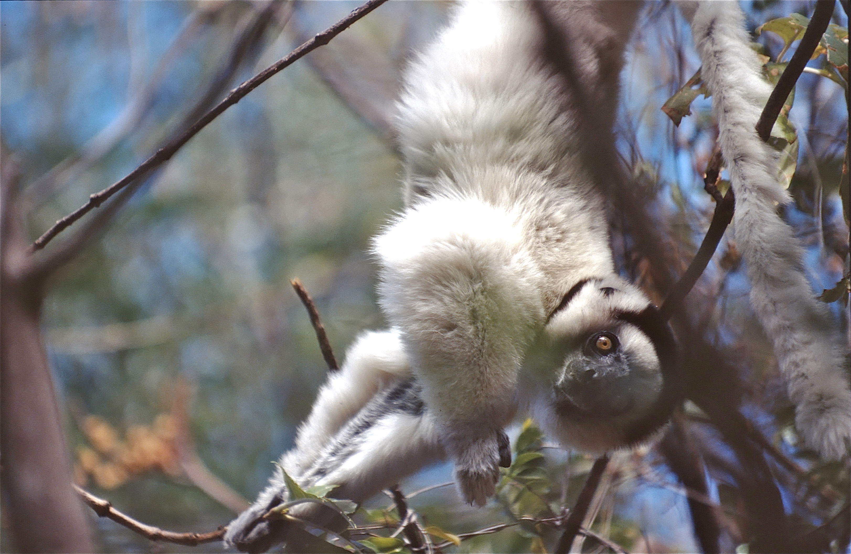 INDRI INDRI
