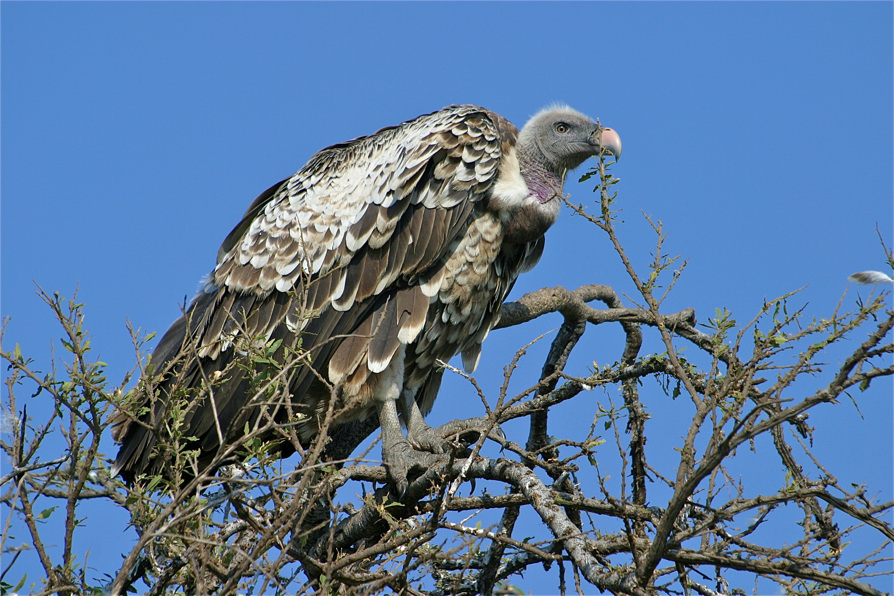 VAUTOUR AFRICAIN
