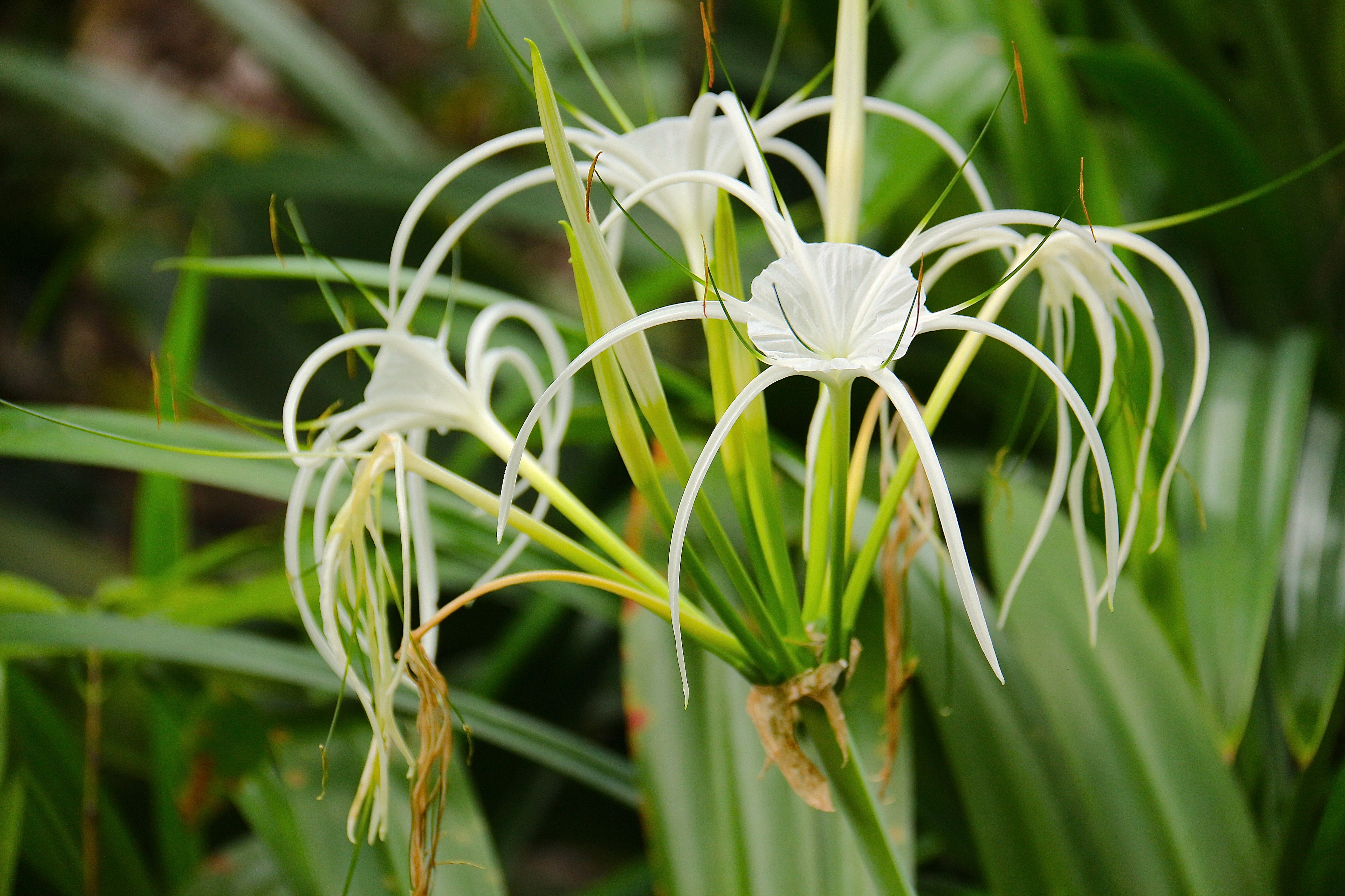 SINGAPOUR