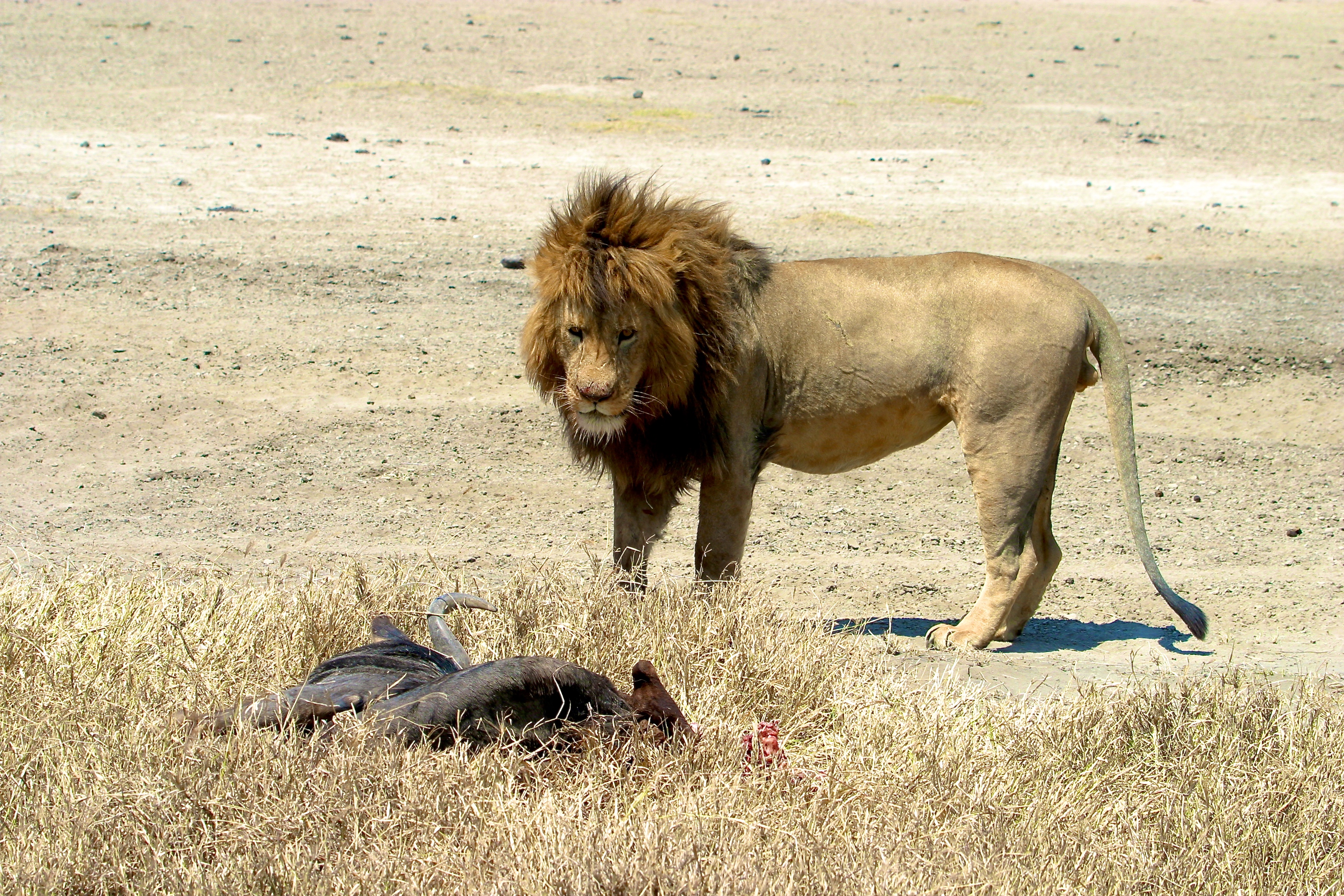 NGORONGORO