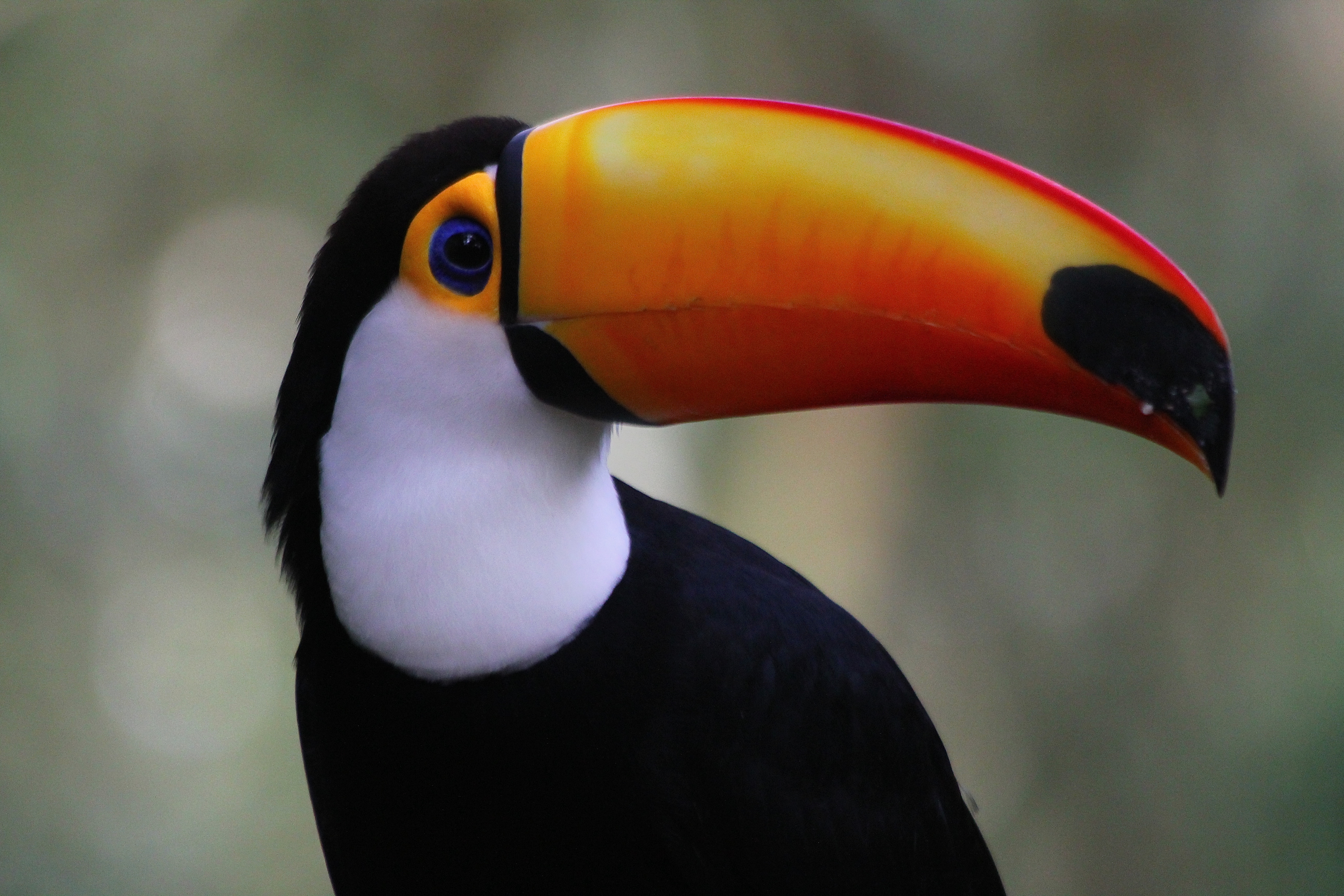 TOUCAN