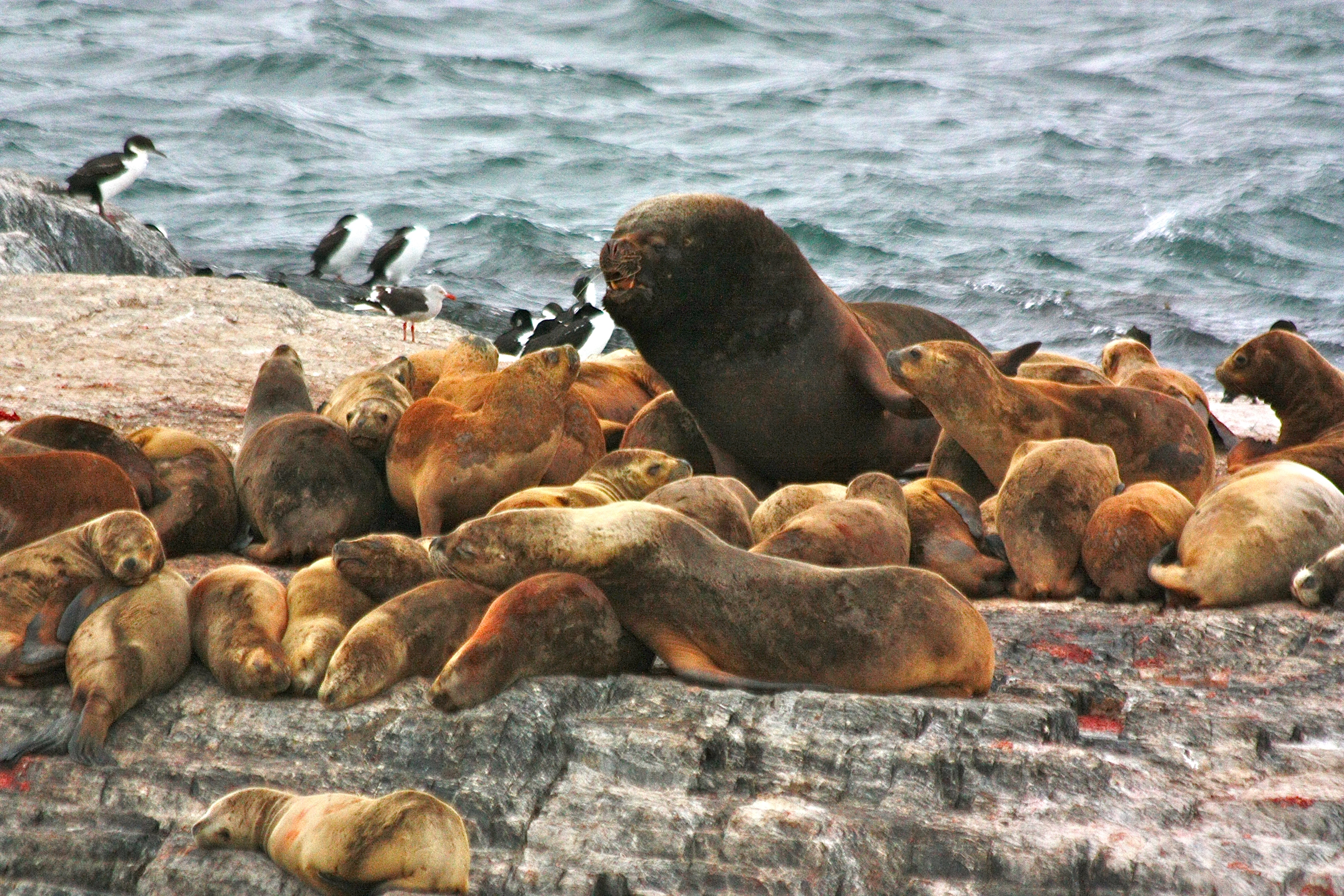 CANAL BEAGLE