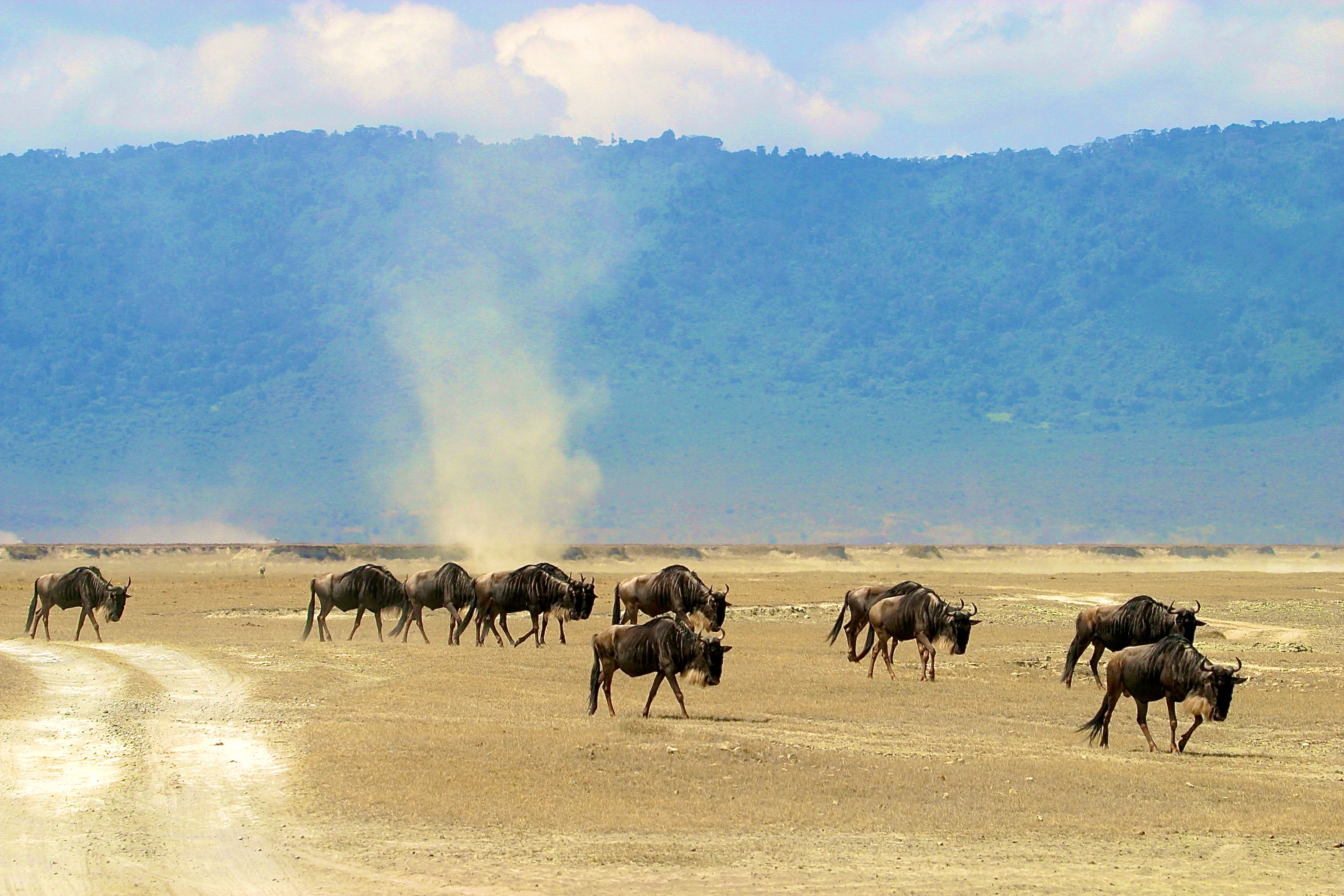 NGORONGORO