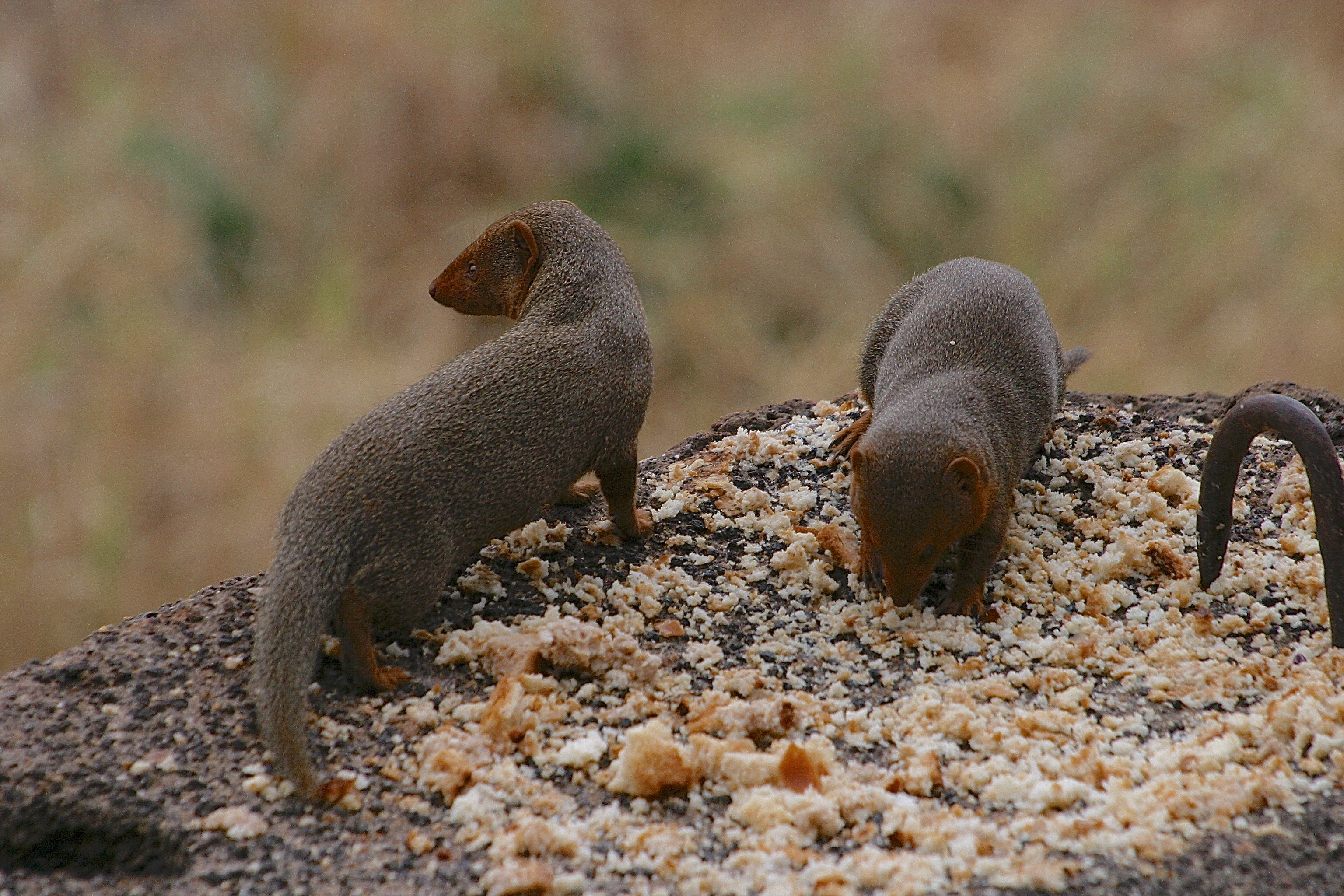 MANGOUSTES
