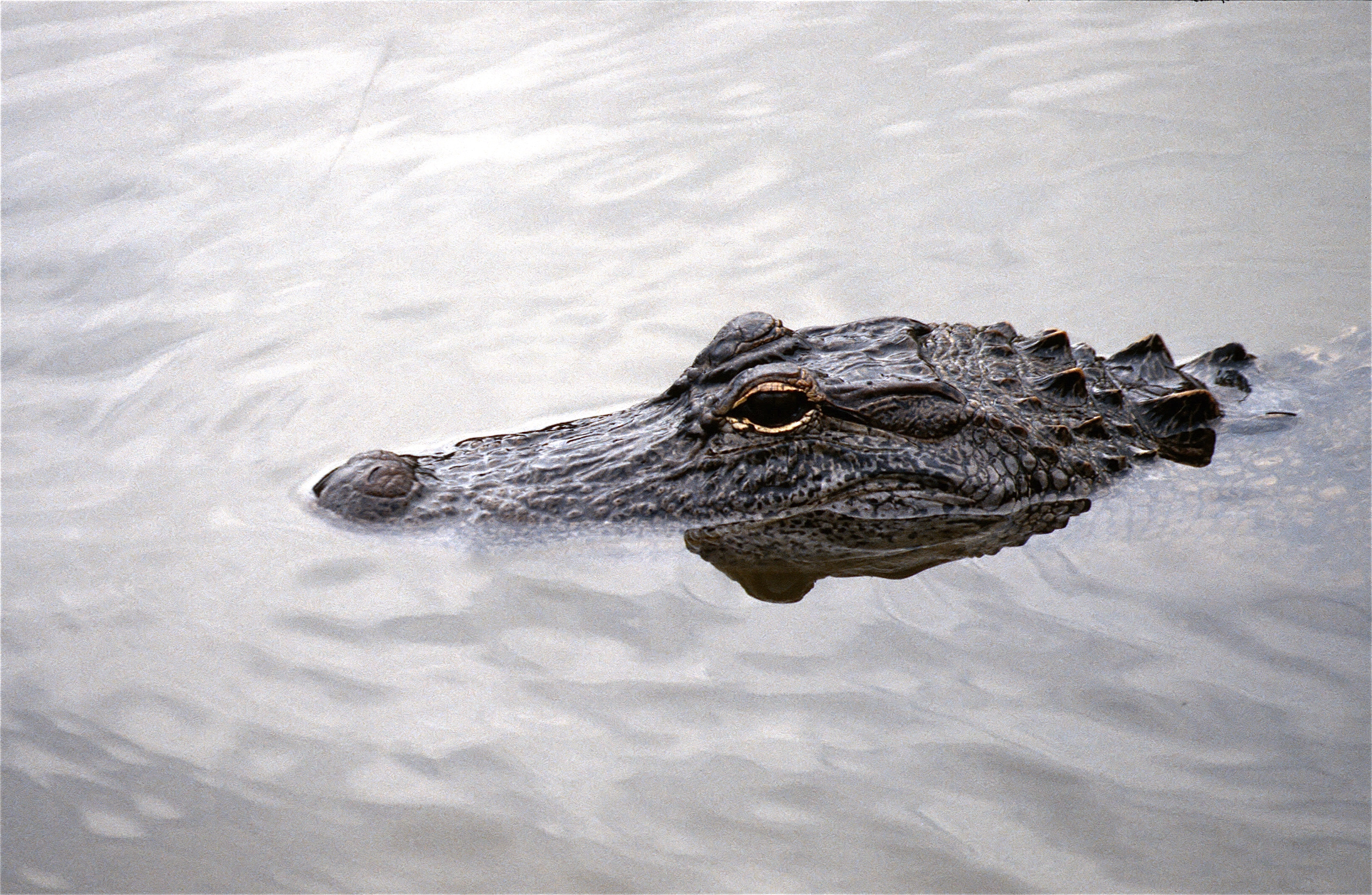 ALLIGATOR