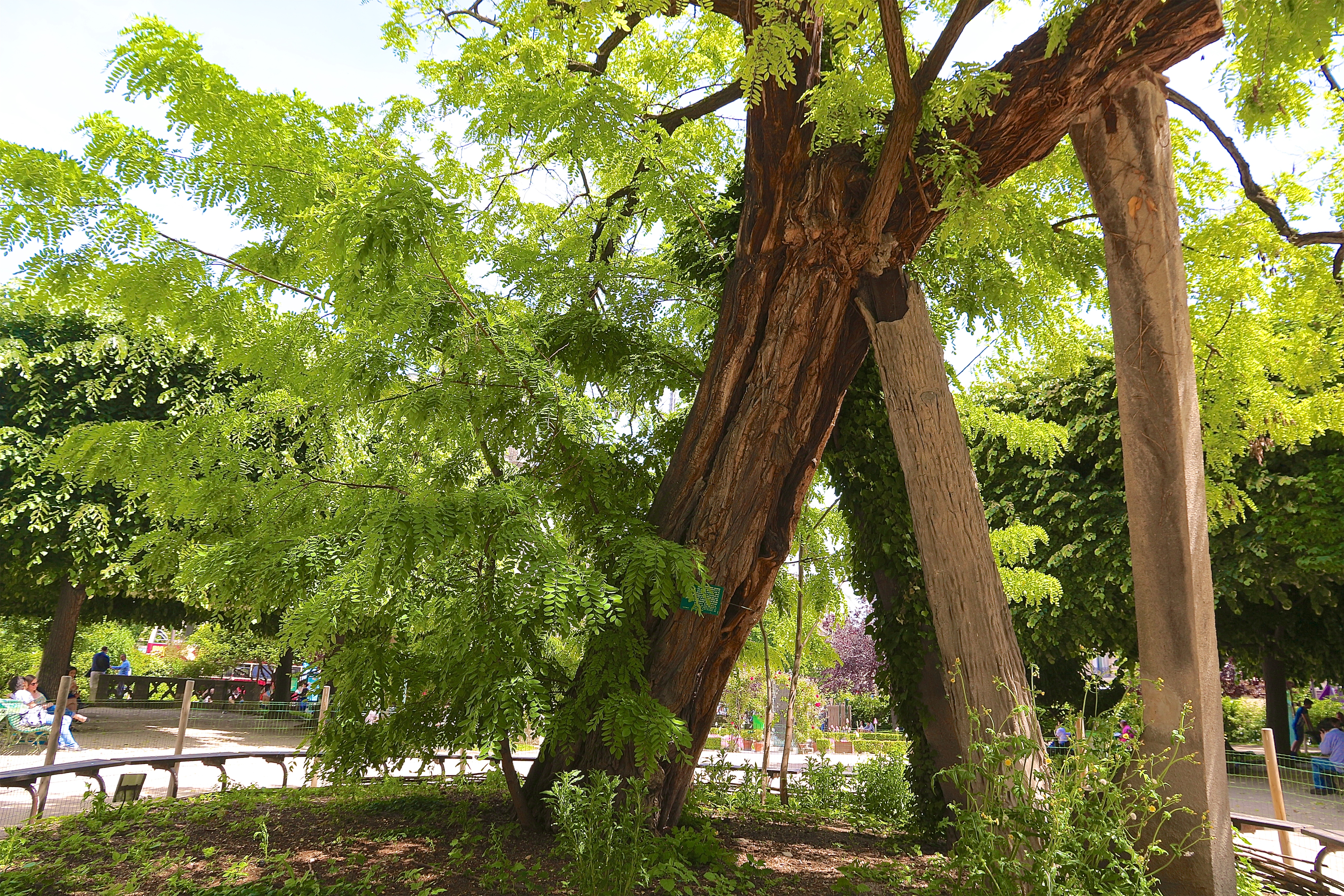 le plus vieil arbre de Paris