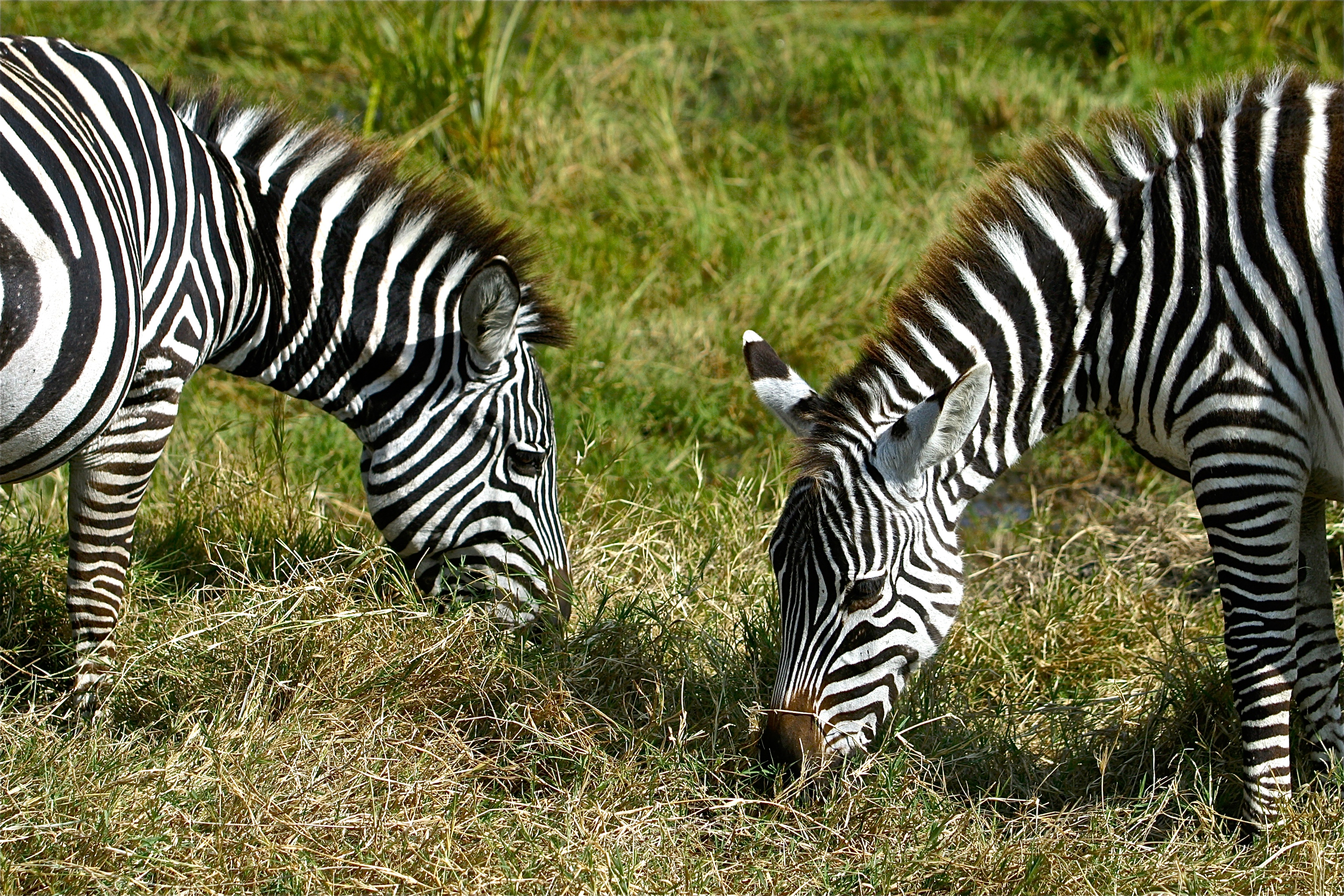 NGORONGORO
