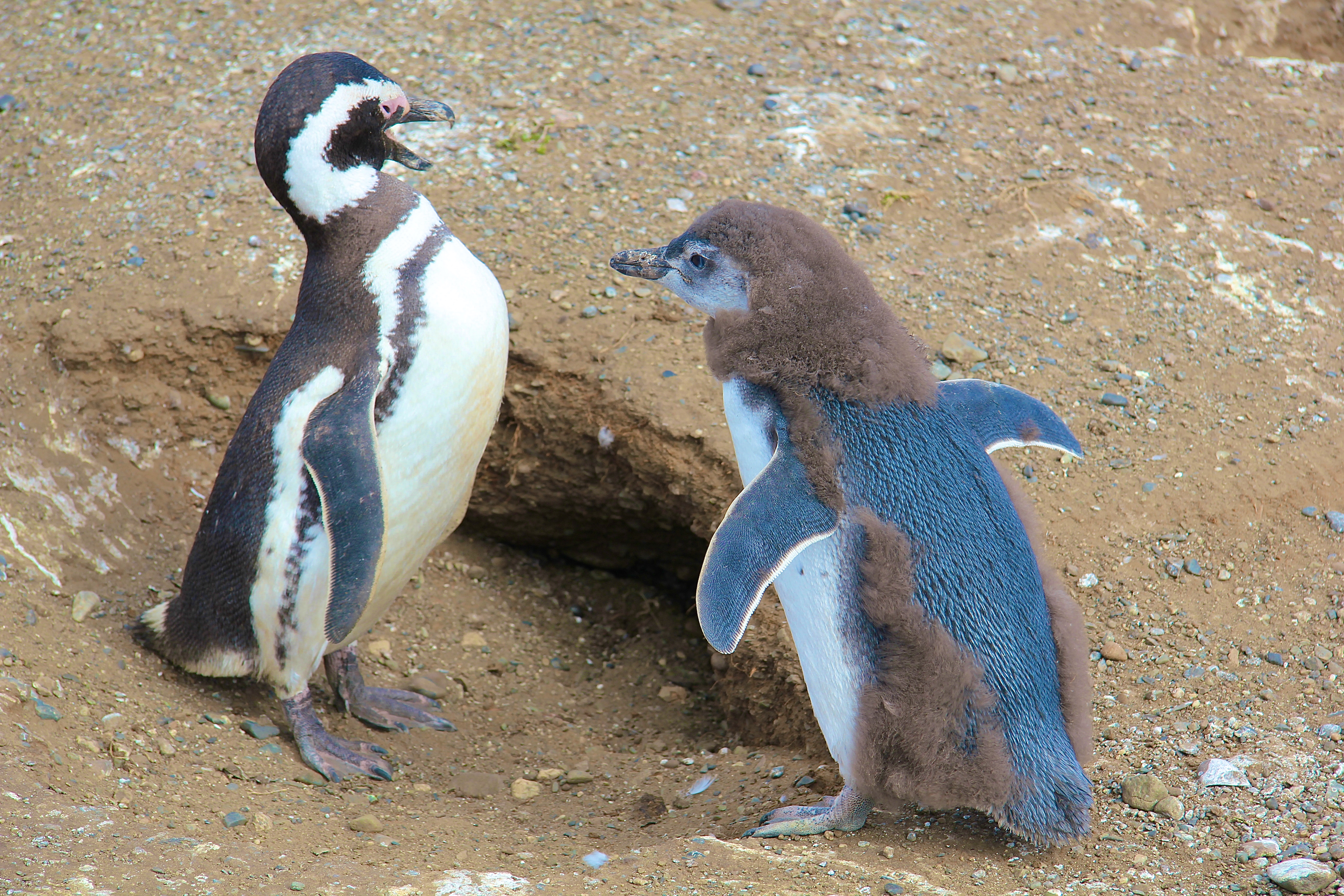 MANCHOTS DE MAGELLAN