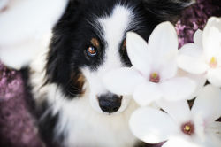 dog-4393511