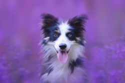 dog-3545002