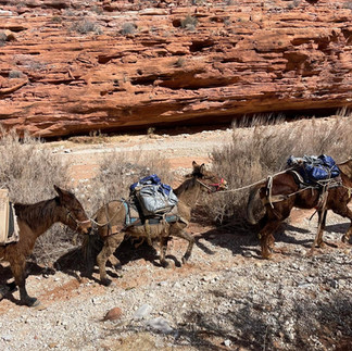 Supai tribe mule carrying supply