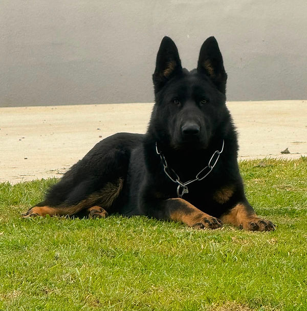 Regalhaus Flake 10 months old1.JPG