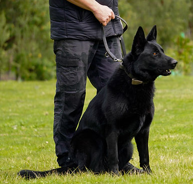 Regalhaus Nellie sit.JPG