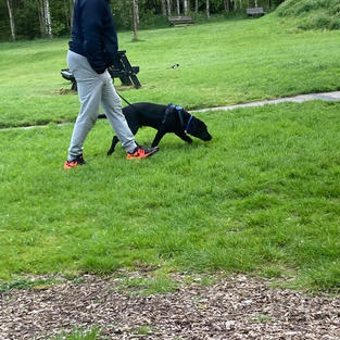 OSCAR & COLIN LOOSELEAD WALKING.jpeg